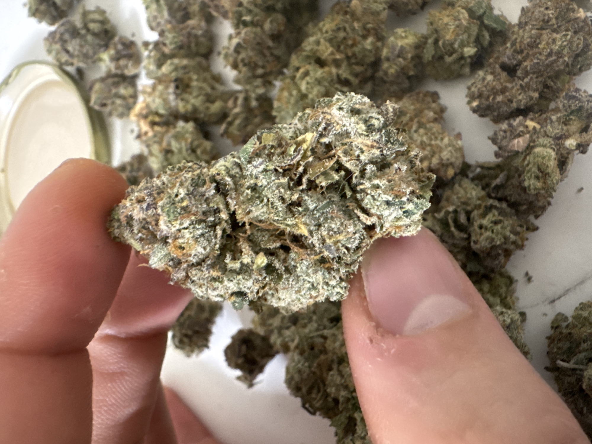 Casual Tel Aviv moments: dog, cannabis, and dining captured