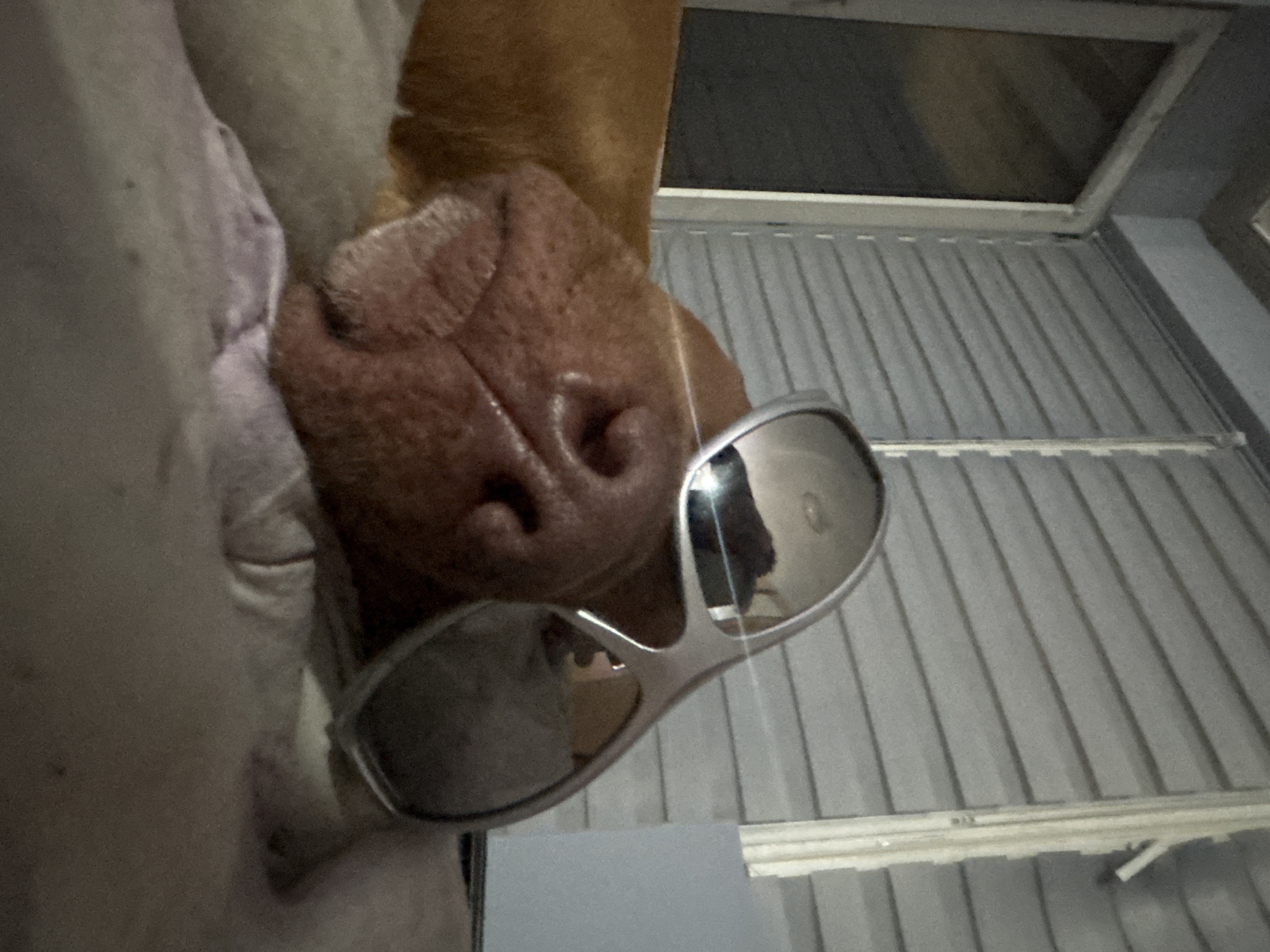 Dog photographed wearing sunglasses in Sofia