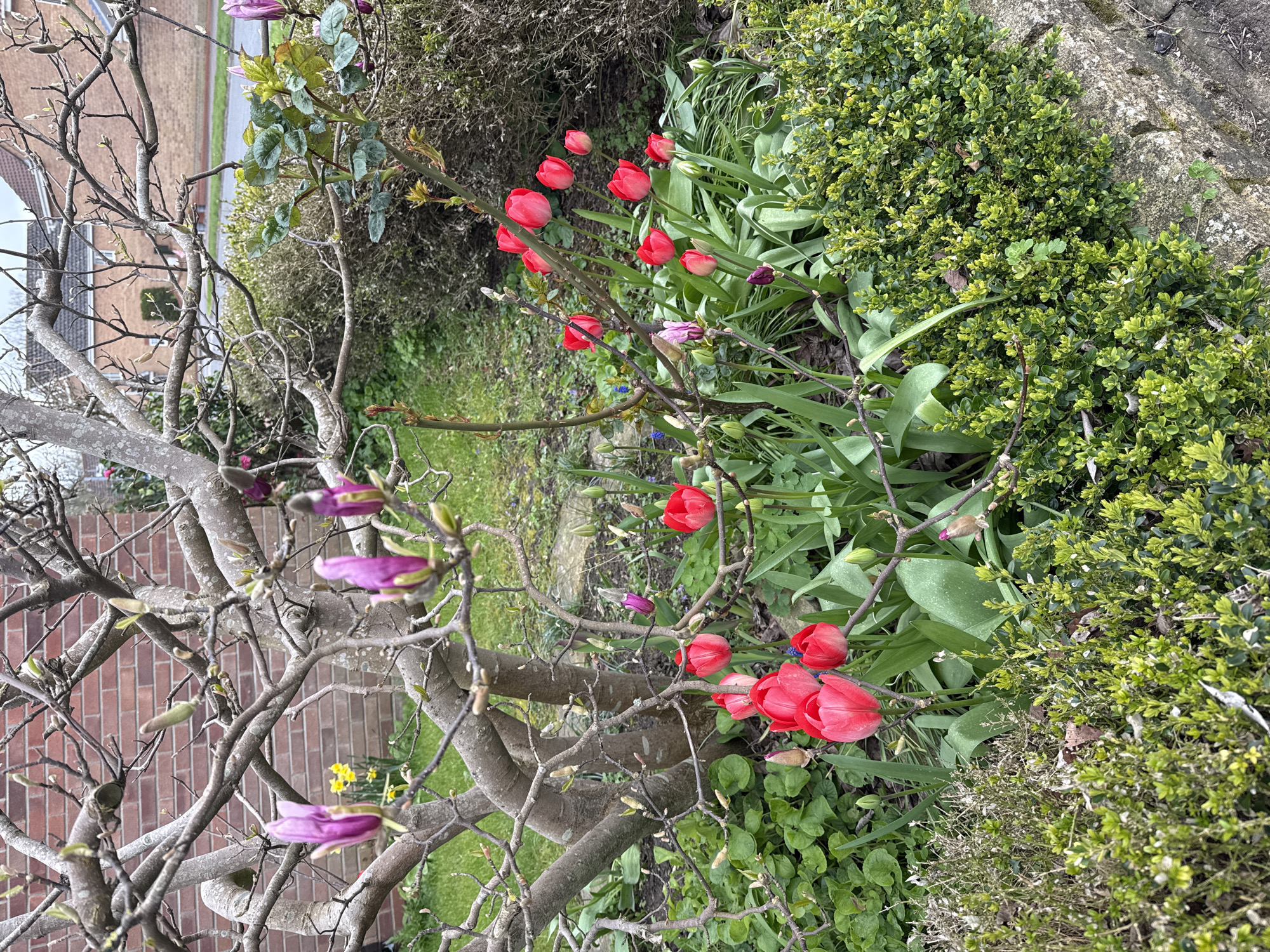Spring flowers bloom across Great Yarmouth gardens