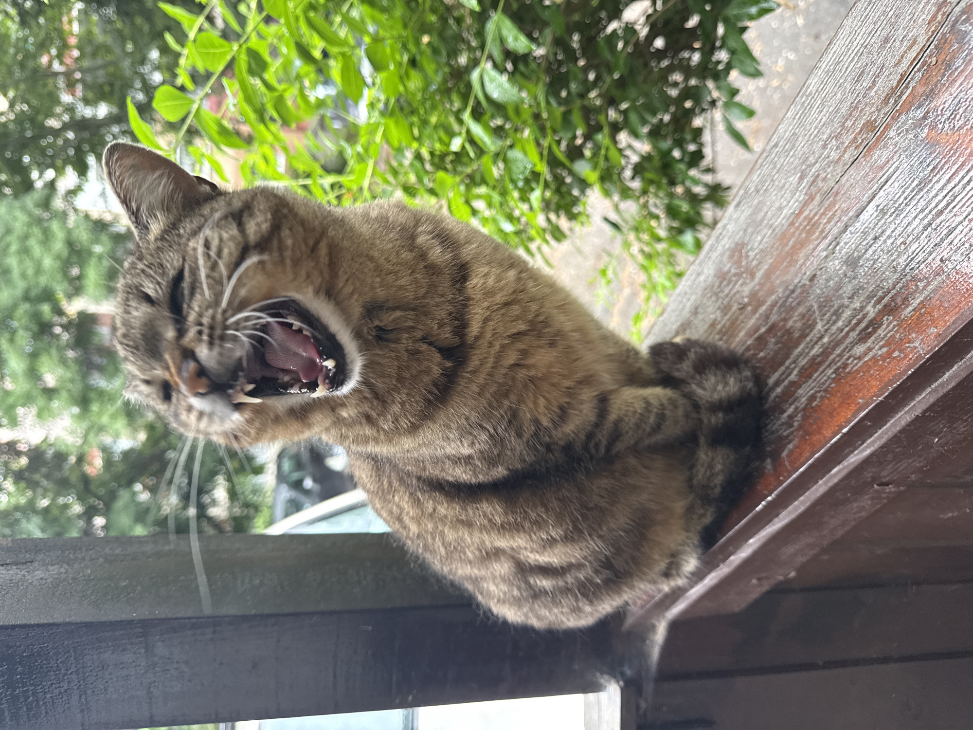 Tabby cat spotted on wooden ledge in Plovdiv