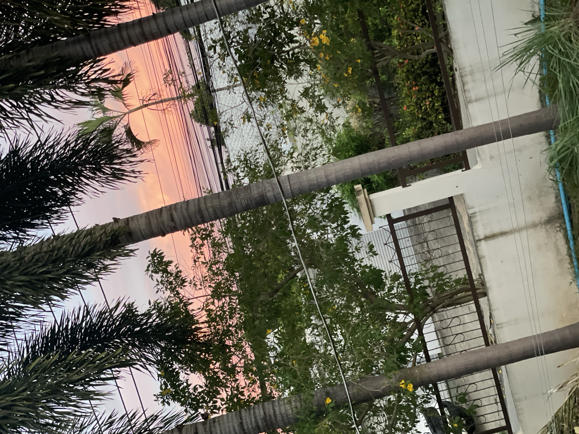 Palm trees against a warm tropical dusk sky.