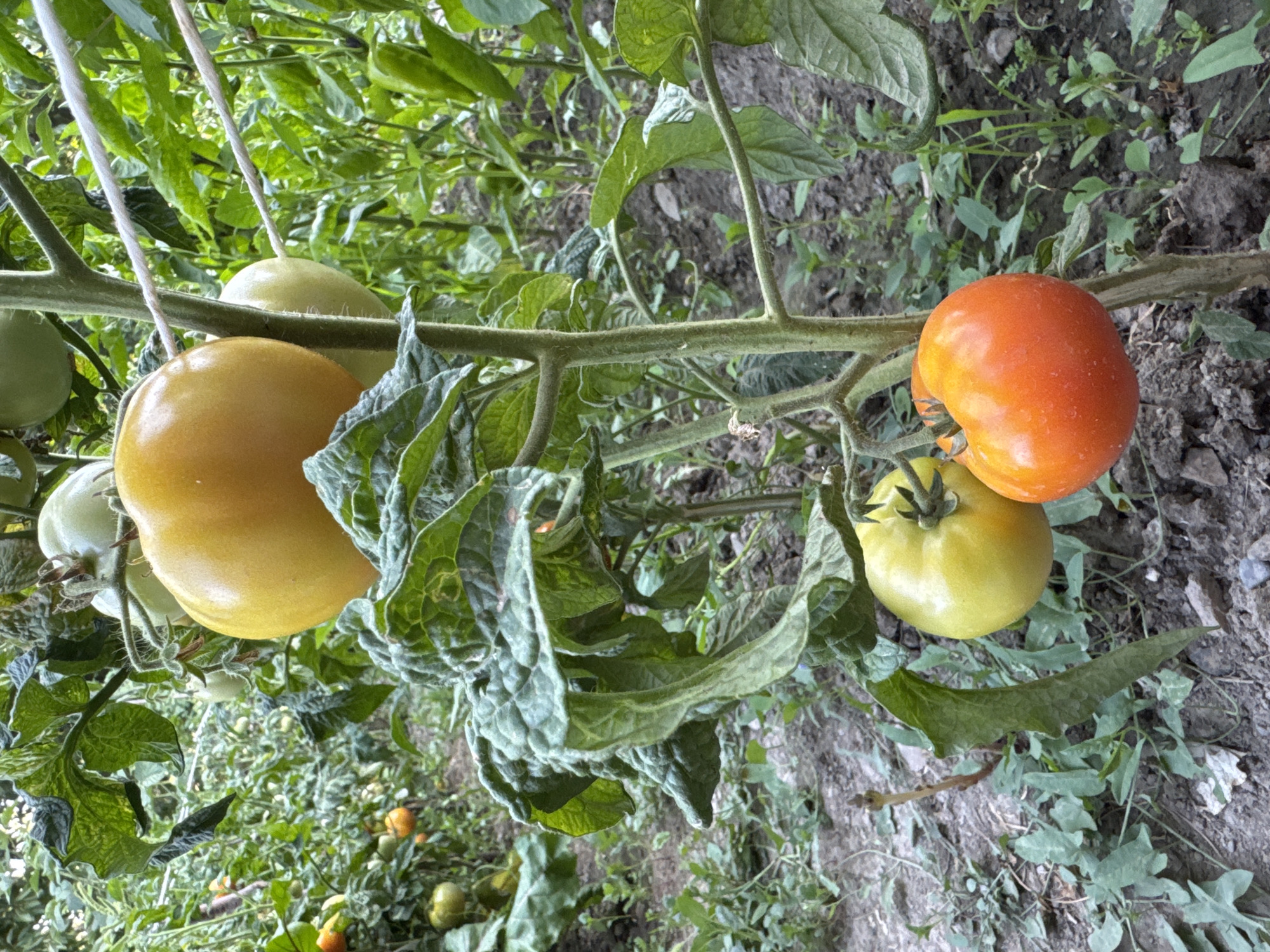 Garden life and a kitten in a Kyrgyzstan backyard