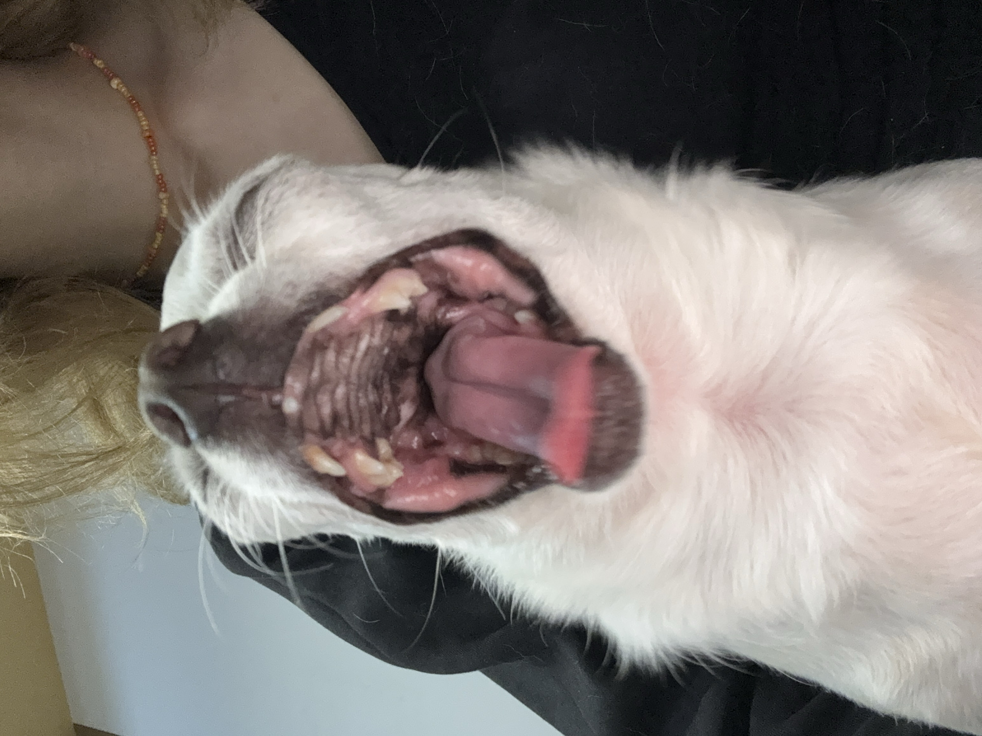Pet owner documents evening with small white dog in Serbia