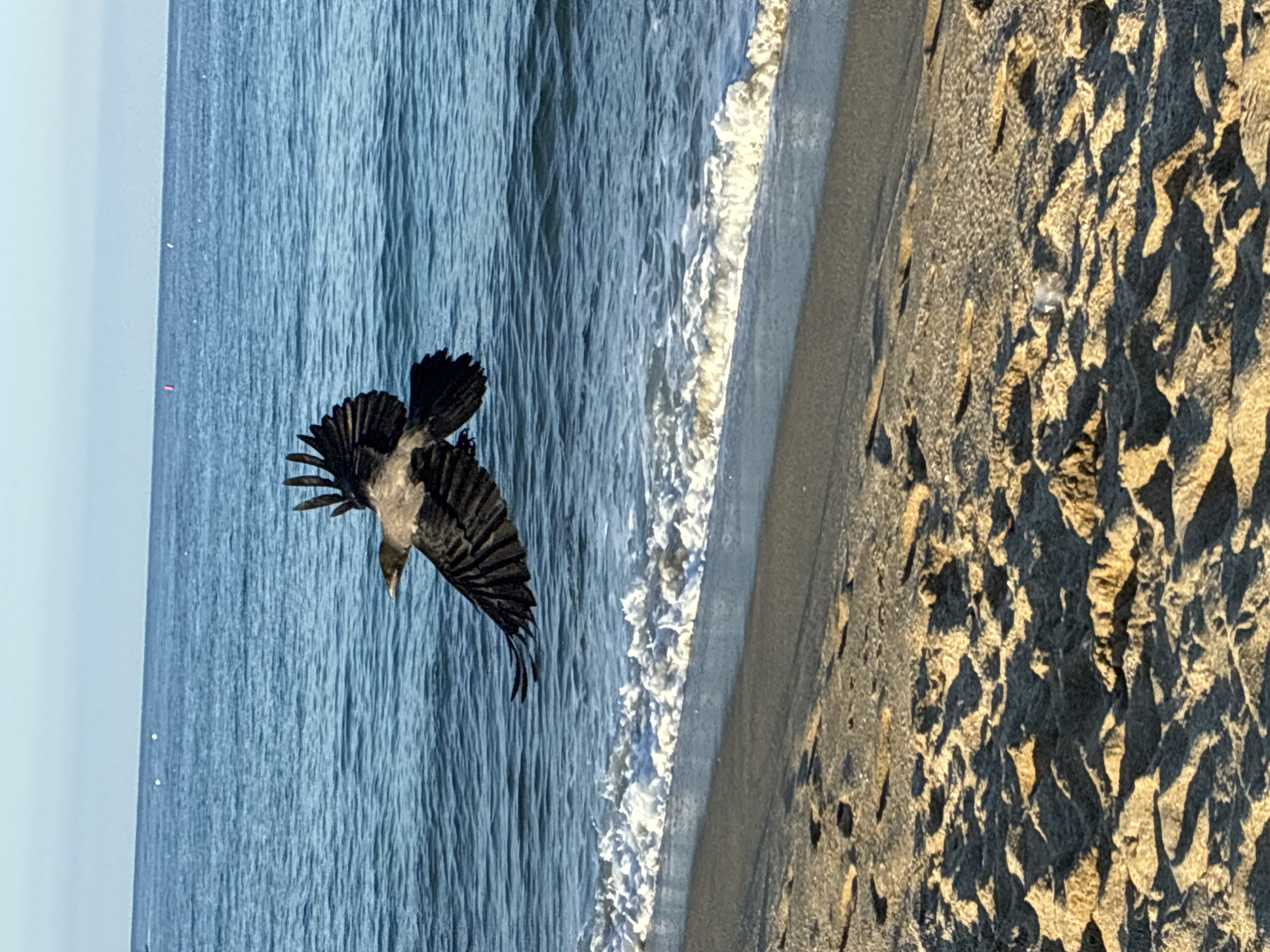 Alanya coastline at dawn, waves breaking and birds in flight