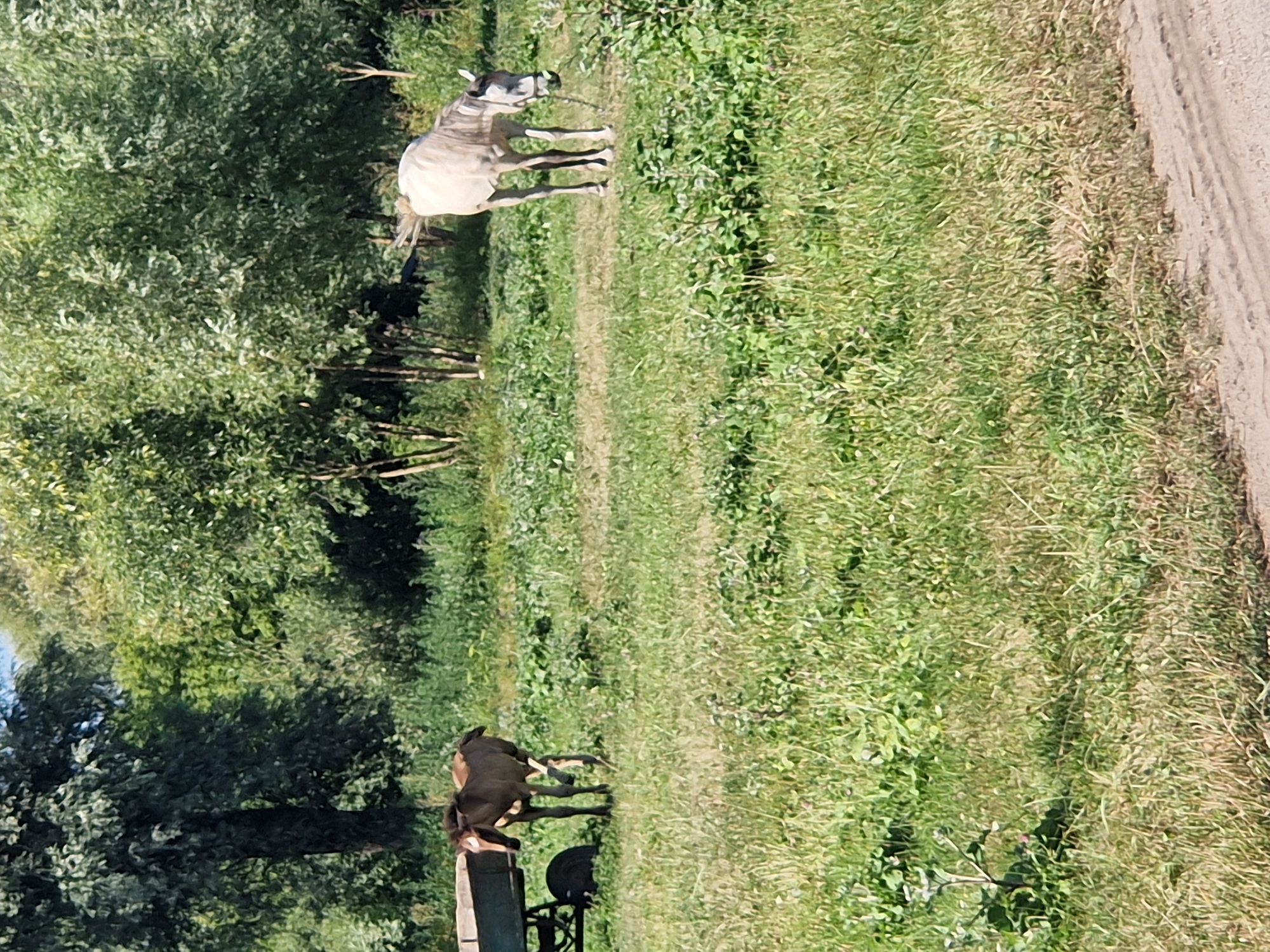 Exploring a rustic wetland with wooden bridges, reeds, and horses