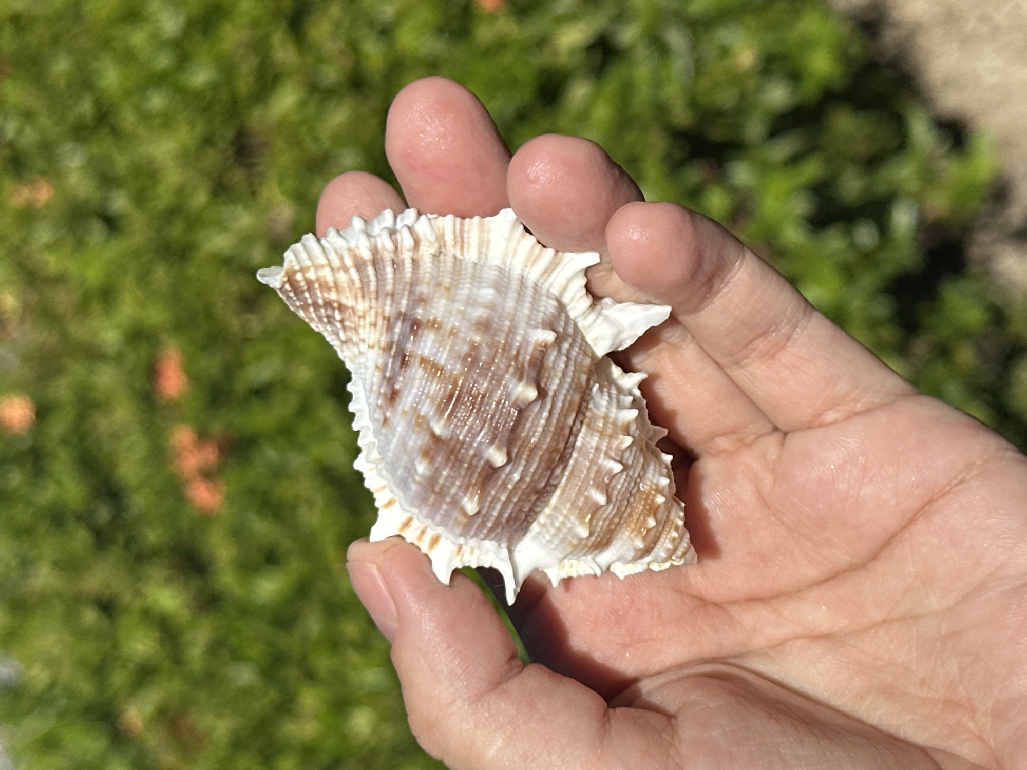 Spiky striped seashell held up near Koh Samui's north shore