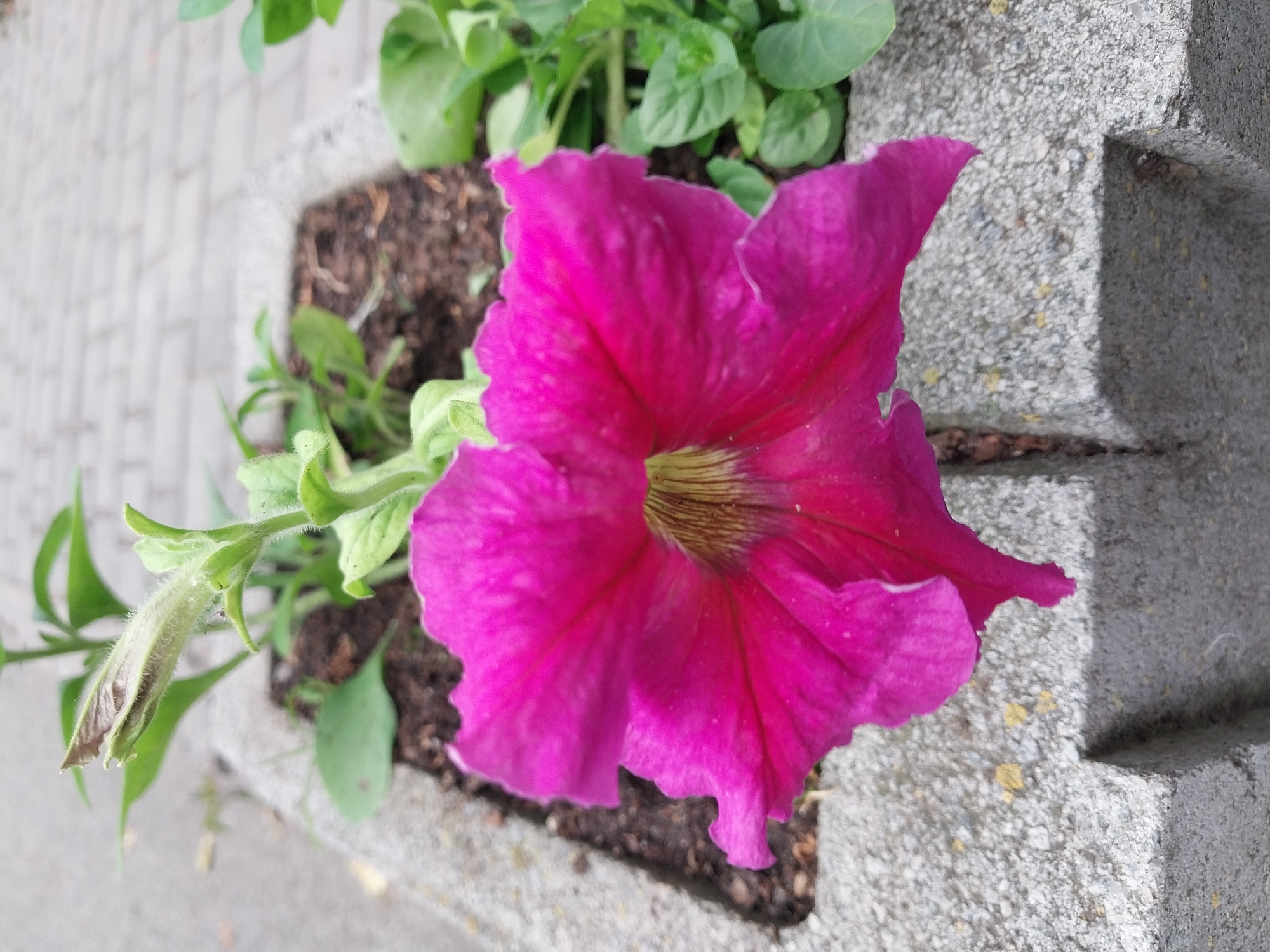Early morning flower documentation tour recorded across Dnipro gardens