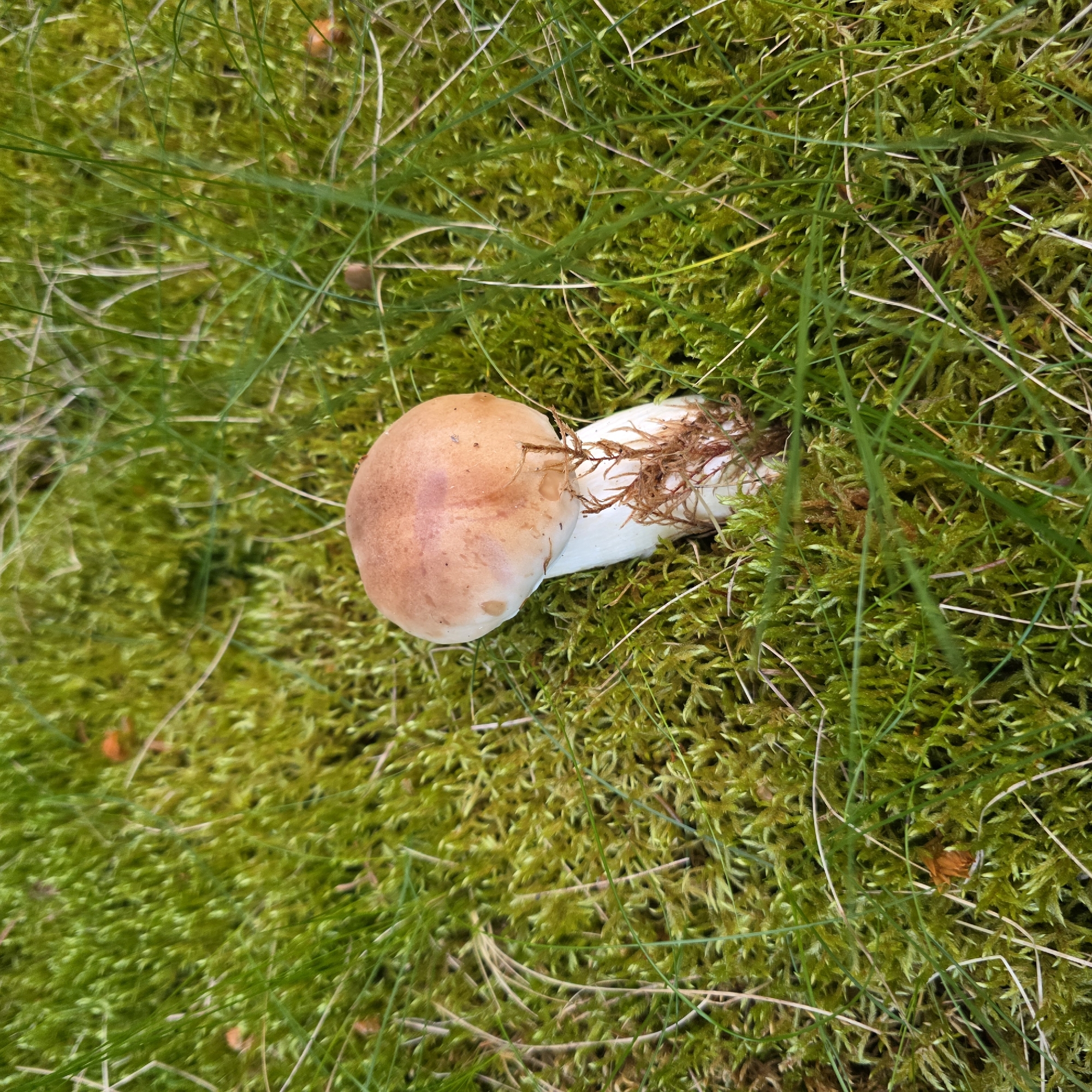 Forest hiking with dogs and mushroom foraging in Bulgarian mountains