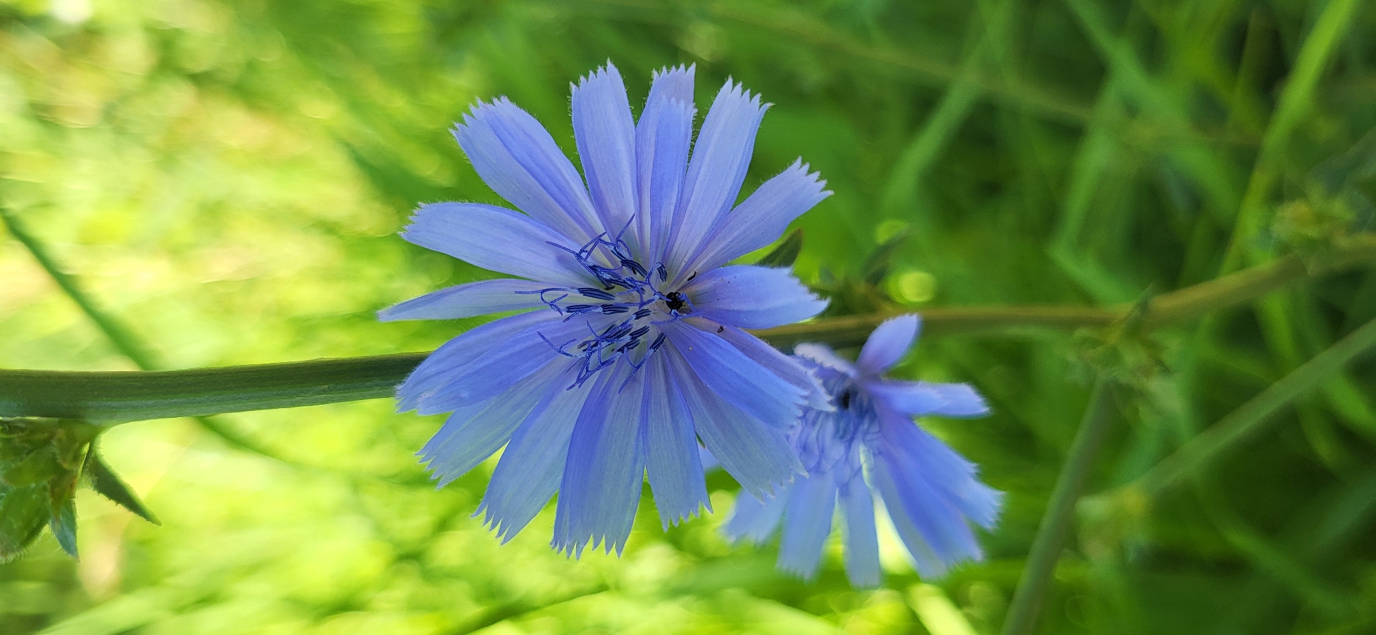 Wildflowers and garden blooms in a Ukrainian village, July morning