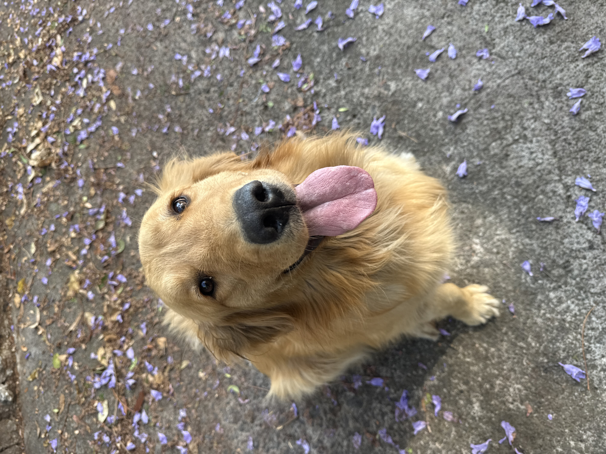 Golden retriever rests among Jacaranda flowers in Naucalpan