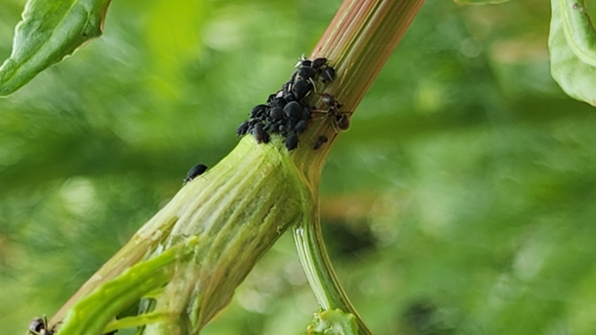 Moscow garden scenes captured: allium flowers, lily pond, ant-aphid interactions