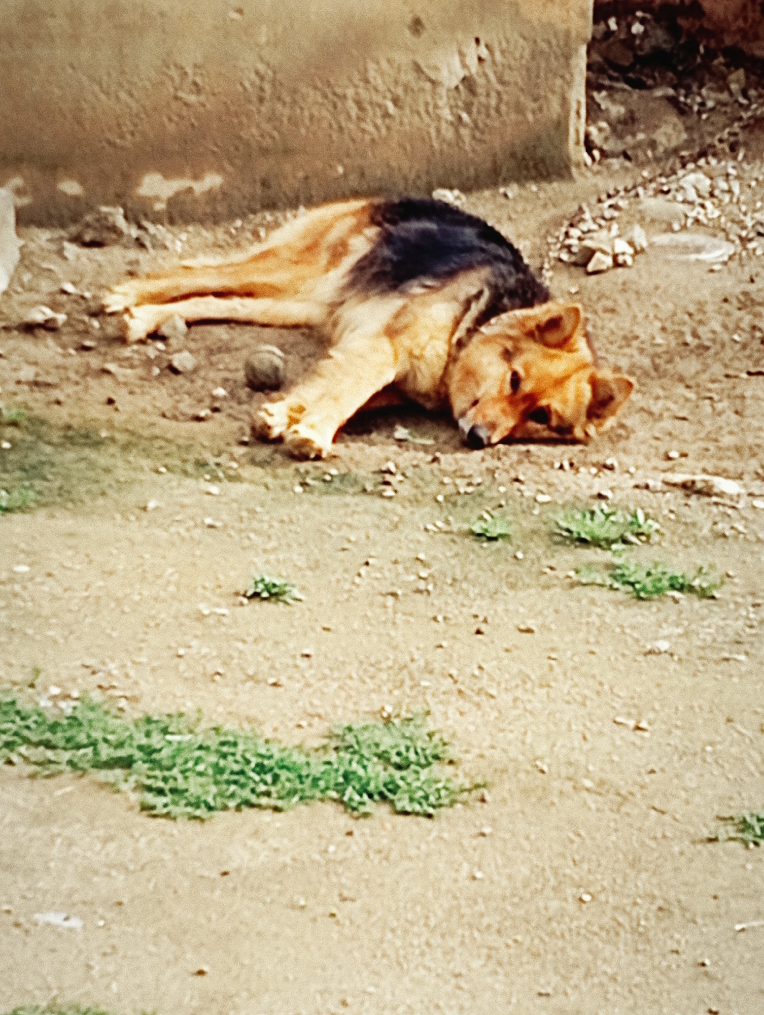 German Shepherd rests in dirt yard in Lassan, Pakistan