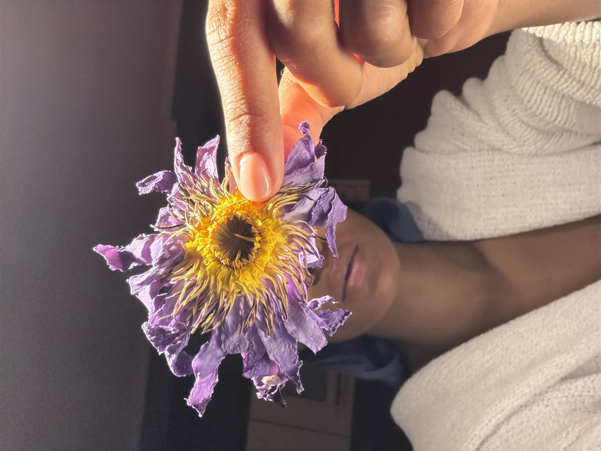 Dried purple and yellow flower examined up close in Champs-sur-Marne