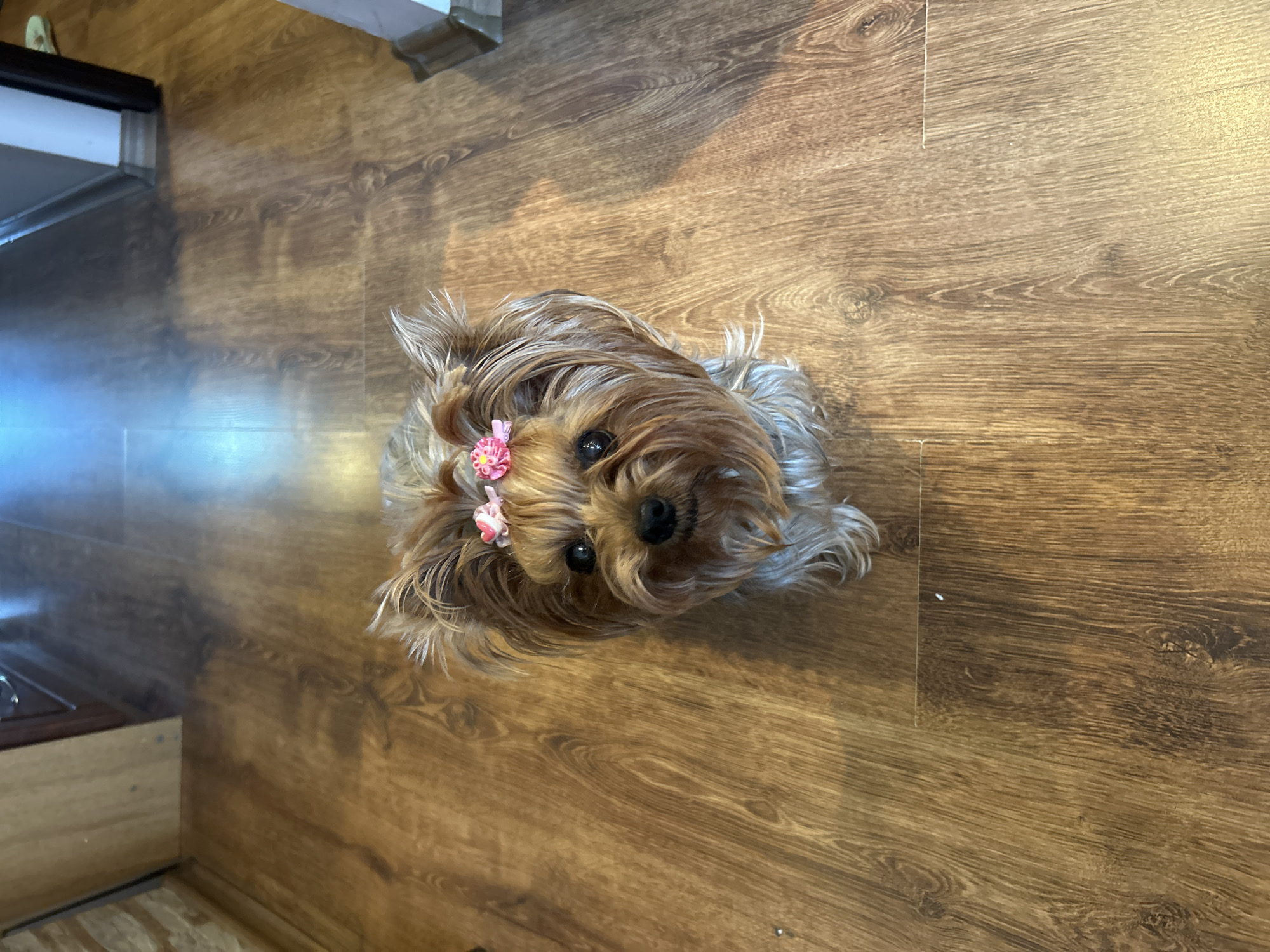 Yorkshire Terrier with pink bows photographed during rainy day