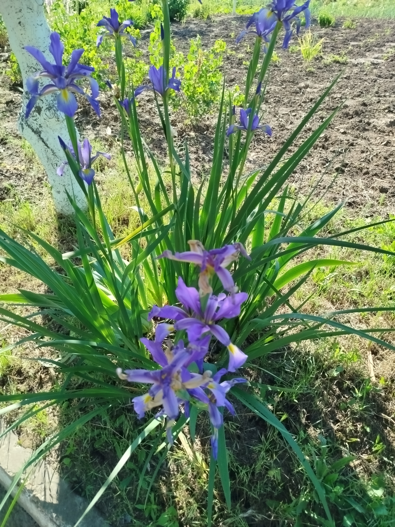 Morning park walk documents blooming flowers and sunny scenery