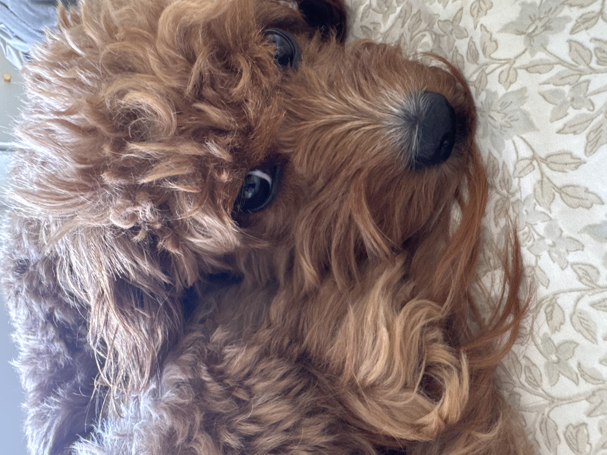 Curly-haired dog photographed resting in Boca Raton