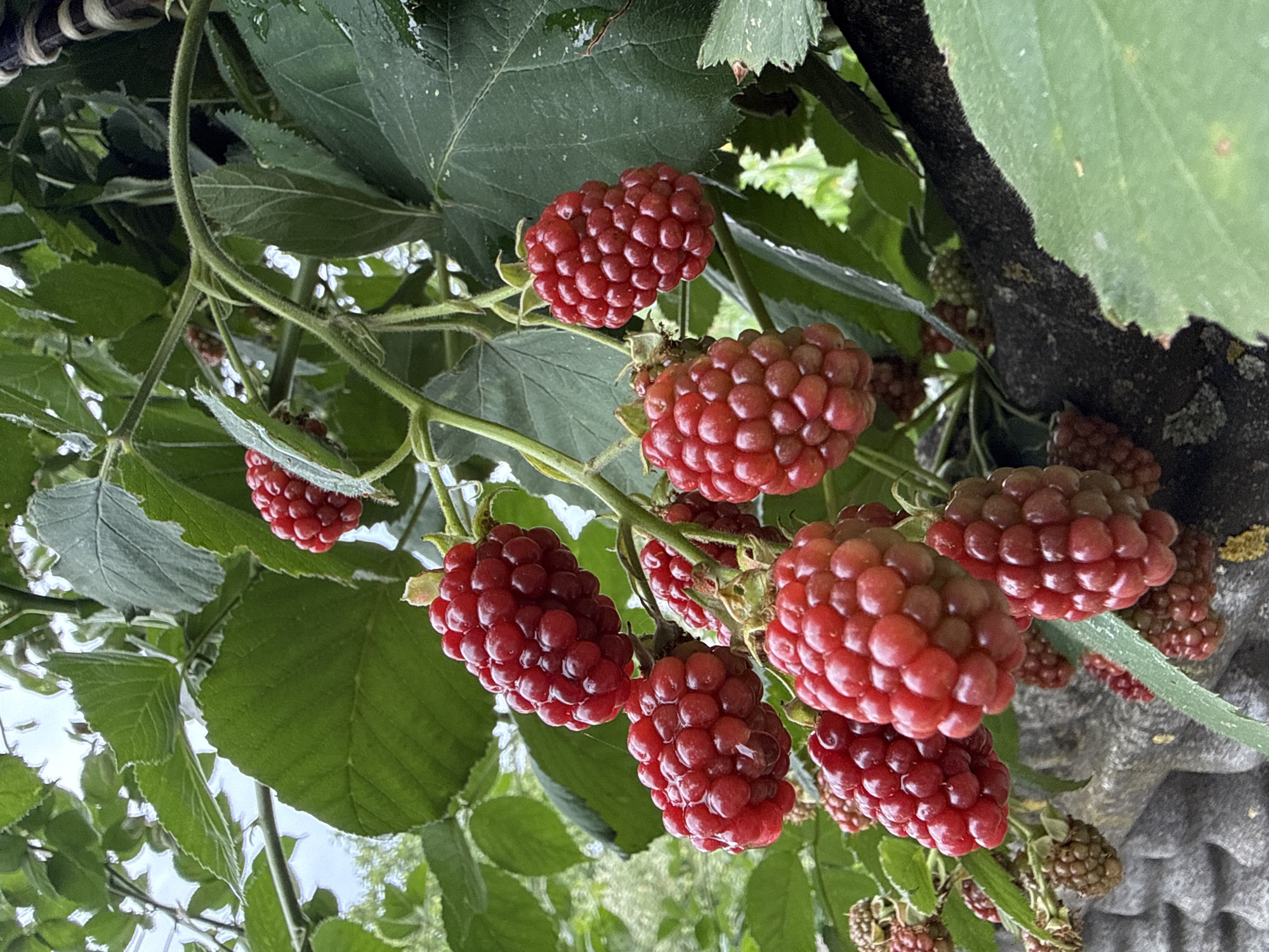 Raspberries, roses, and a ripe wheat field under stormy skies