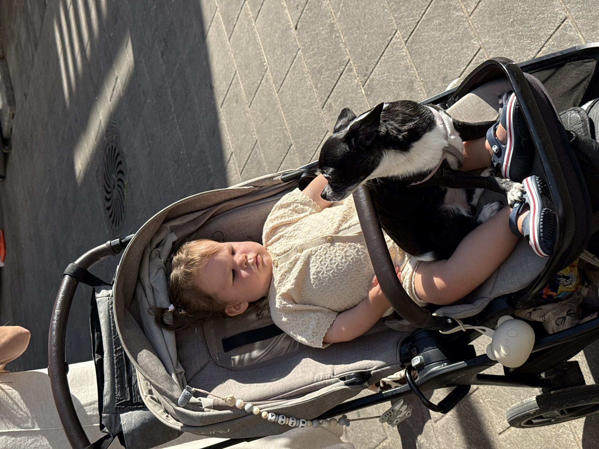 Toddler and chihuahua share a stroller around Tel Aviv