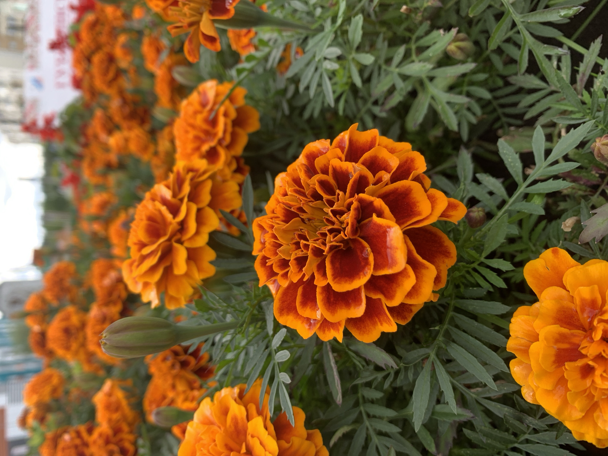 Ornamental garden in Gubkinsky: flowers and decorative pond