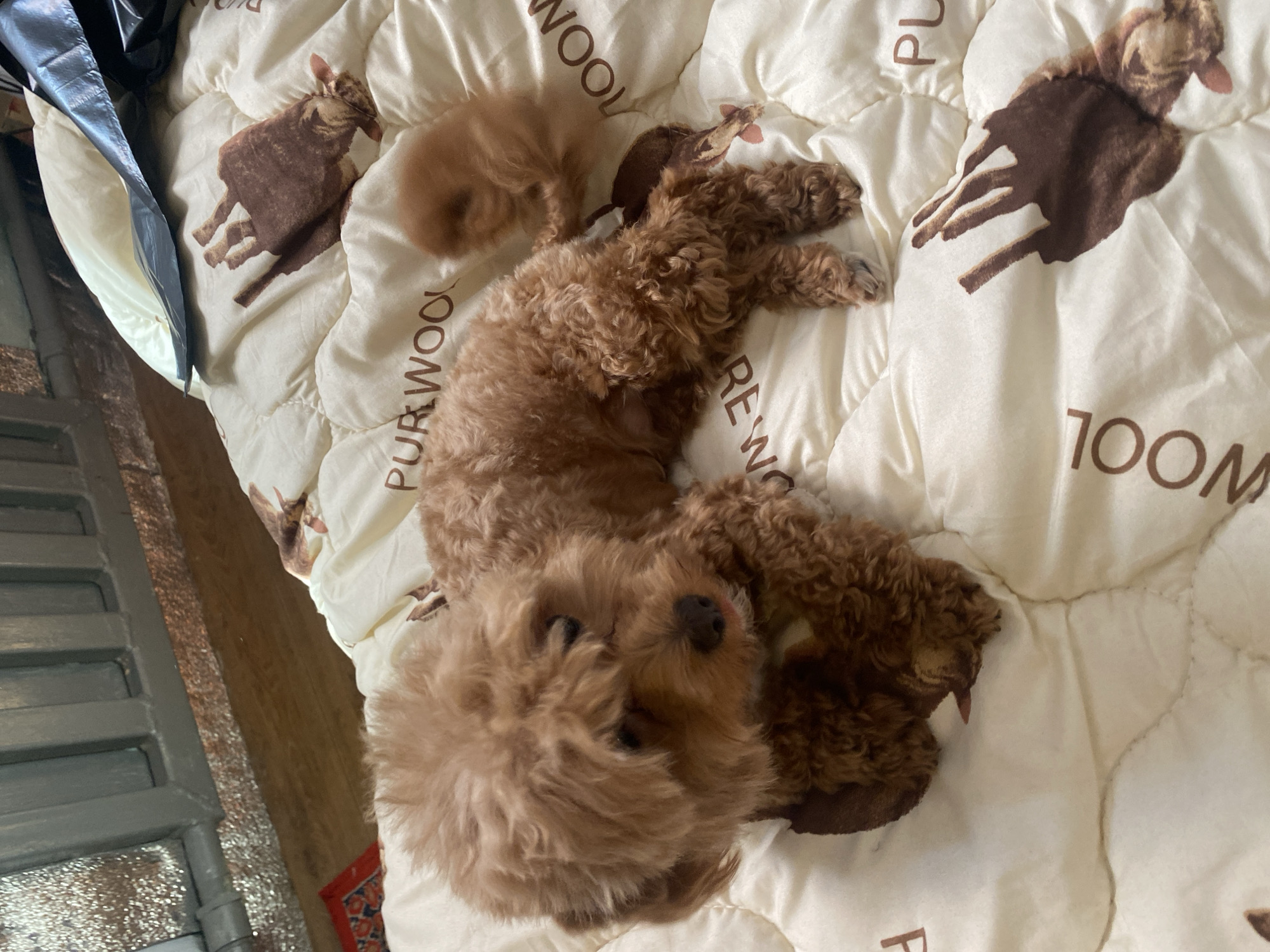 Fluffy poodle naps across cozy blankets in Dnipro