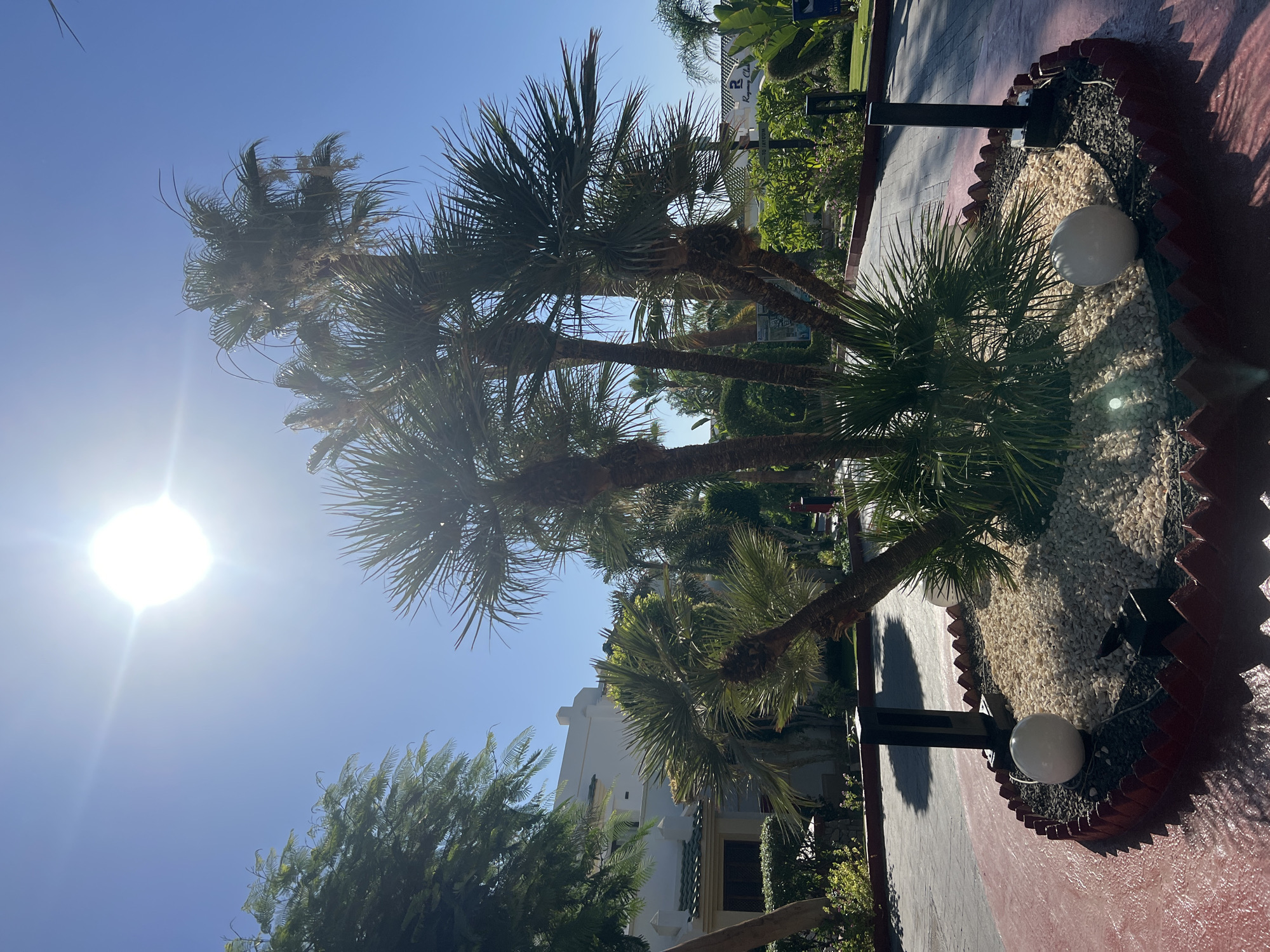 Sharm El Sheikh resort grounds at sunrise, gardens and pathways