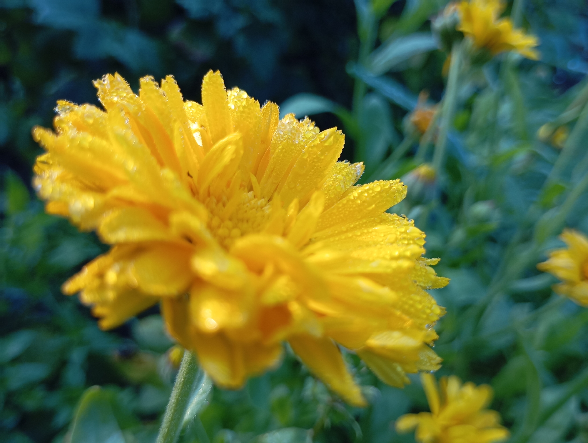 Summer evening in Fokino: flowers, cats, and a rural road