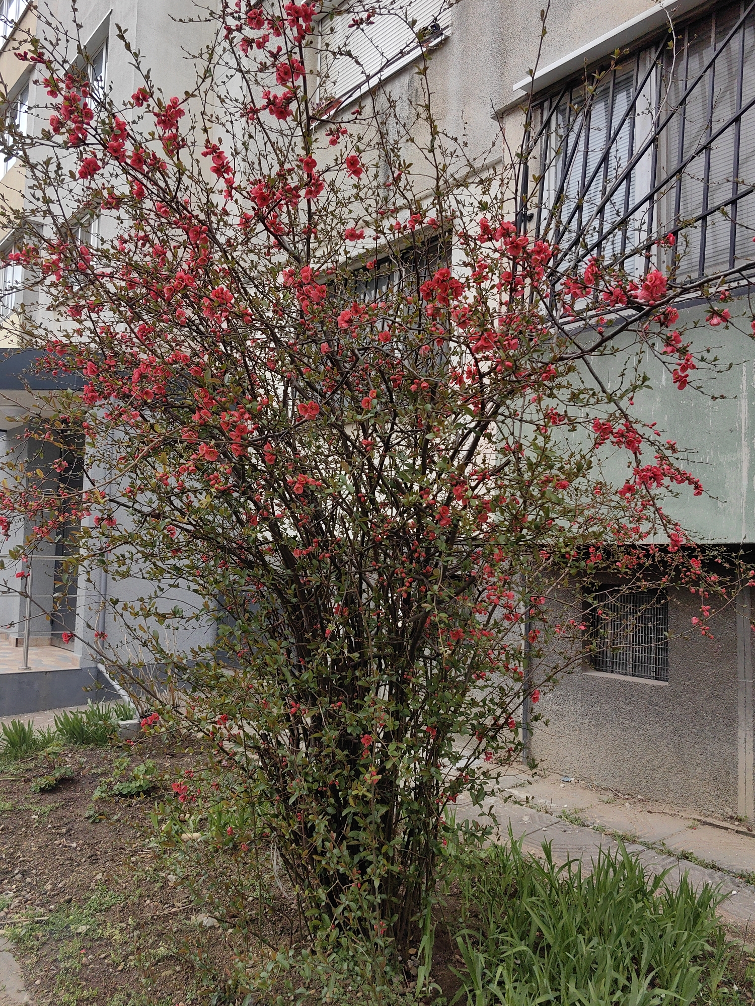 Spring morning moments captured around Sofia barbershop and streets