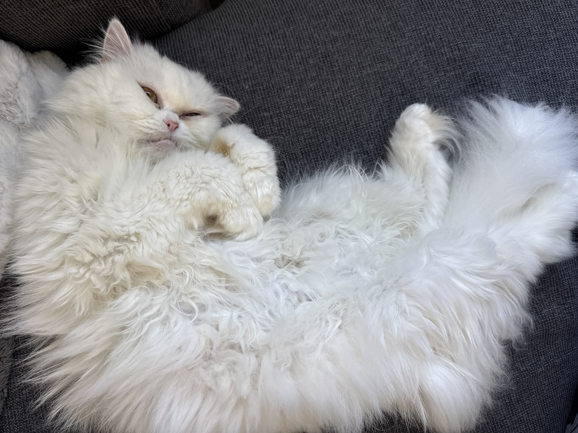 White cat enjoys afternoon rest on sofa in Burgas