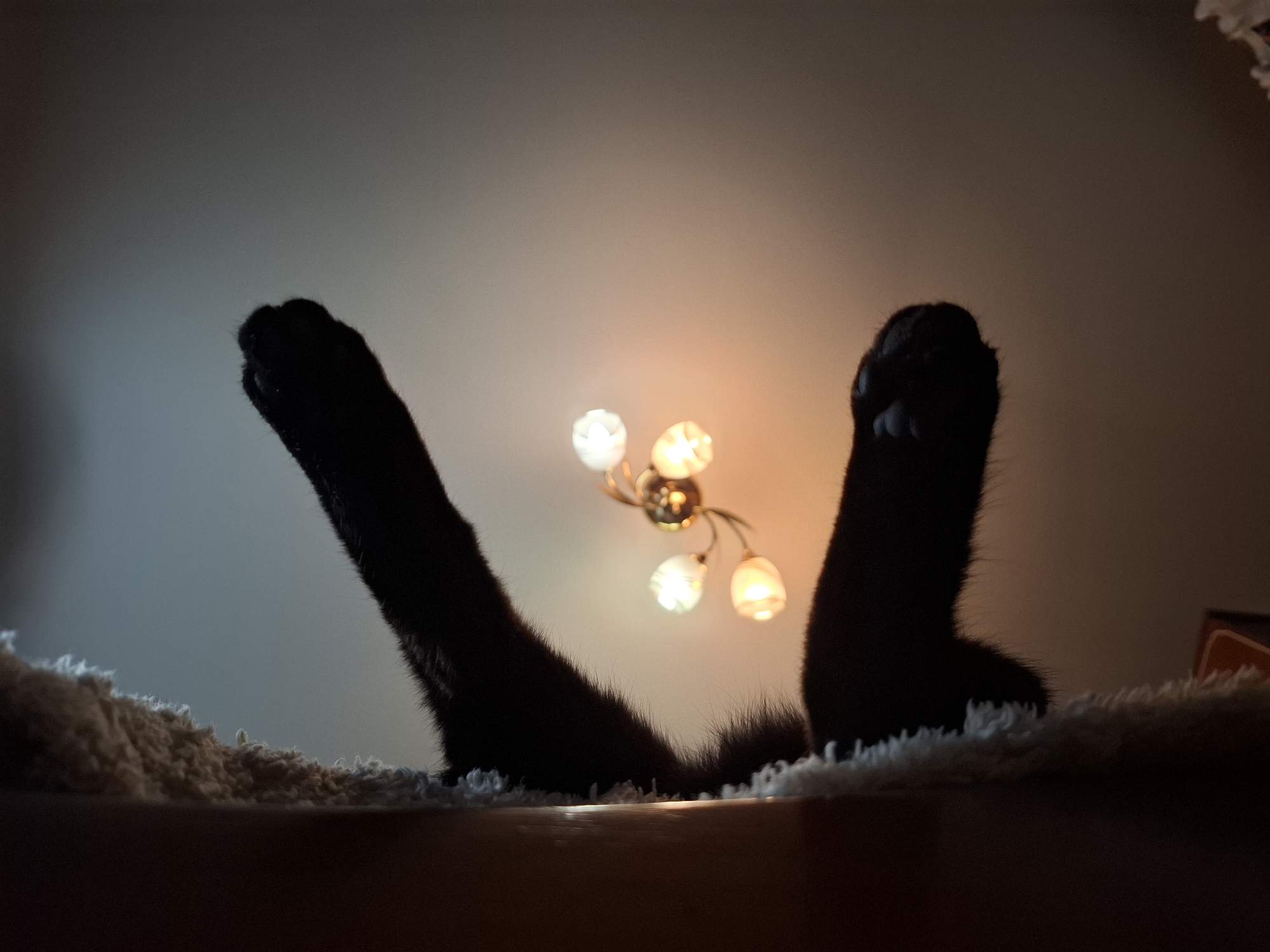 Black cats lounging on textured surfaces in Khlevnoye, Russia