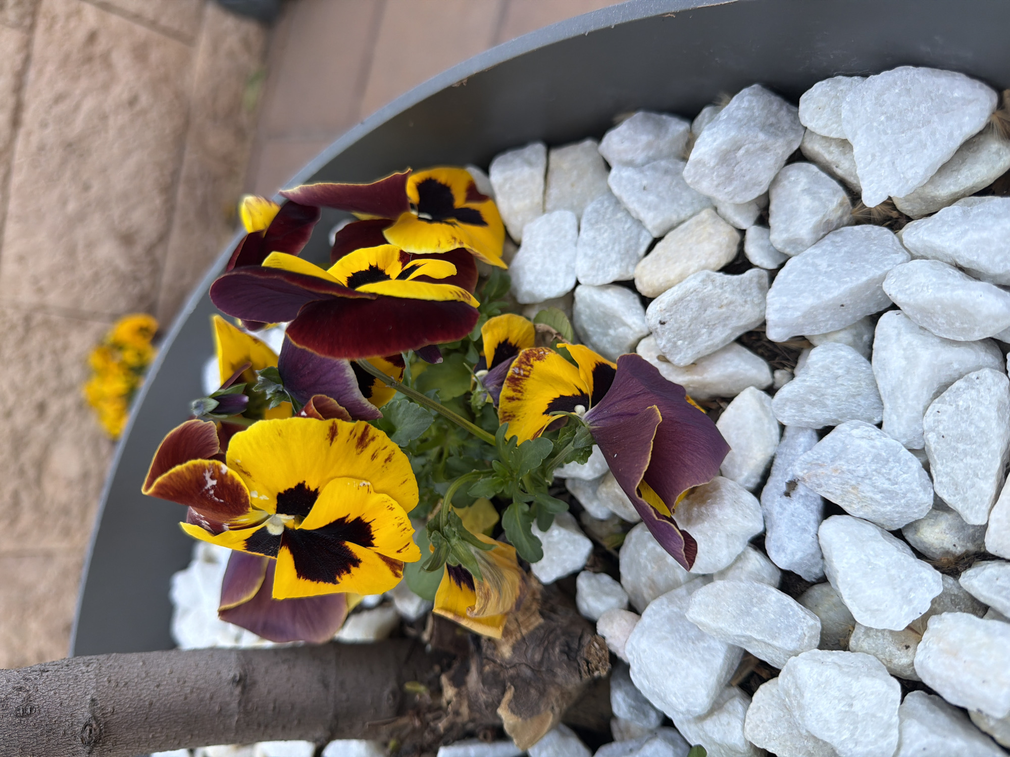 Blooming pansies captured in decorative planter in Spanish town