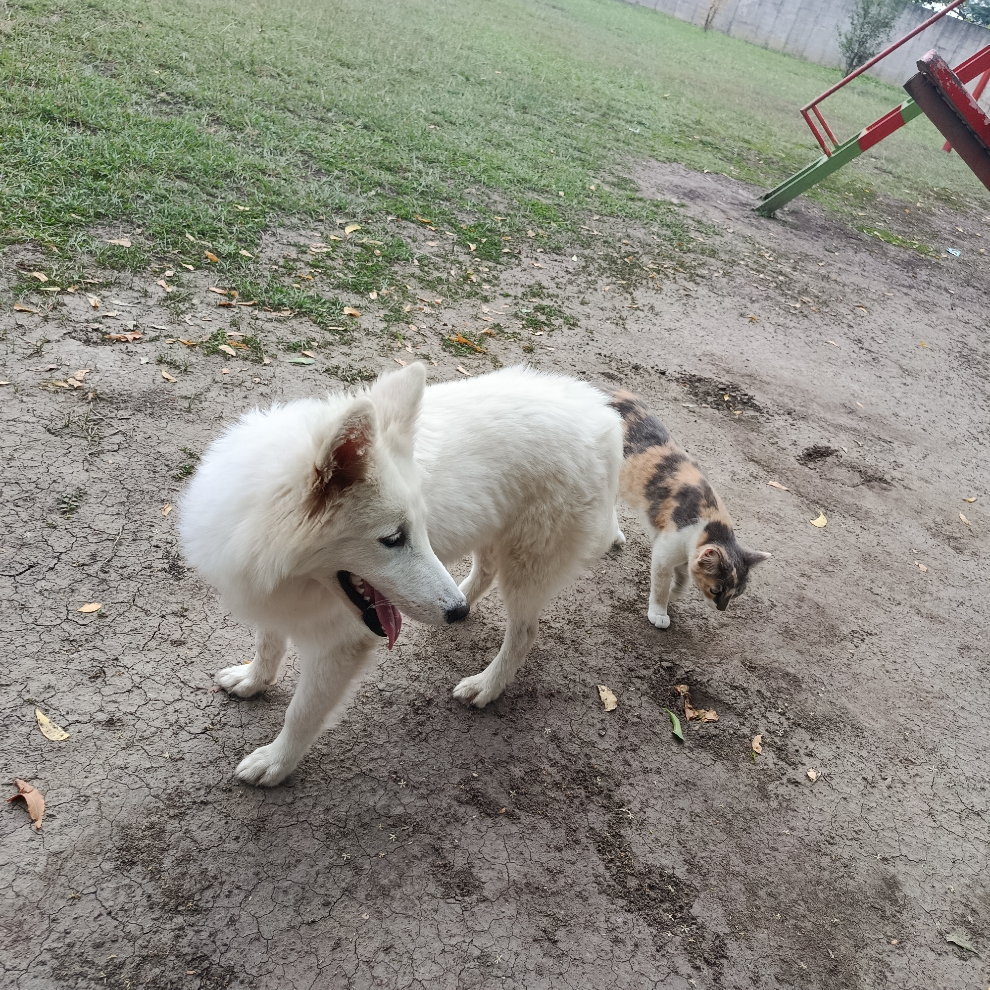 White dog and calico cat spotted in Los Guayos