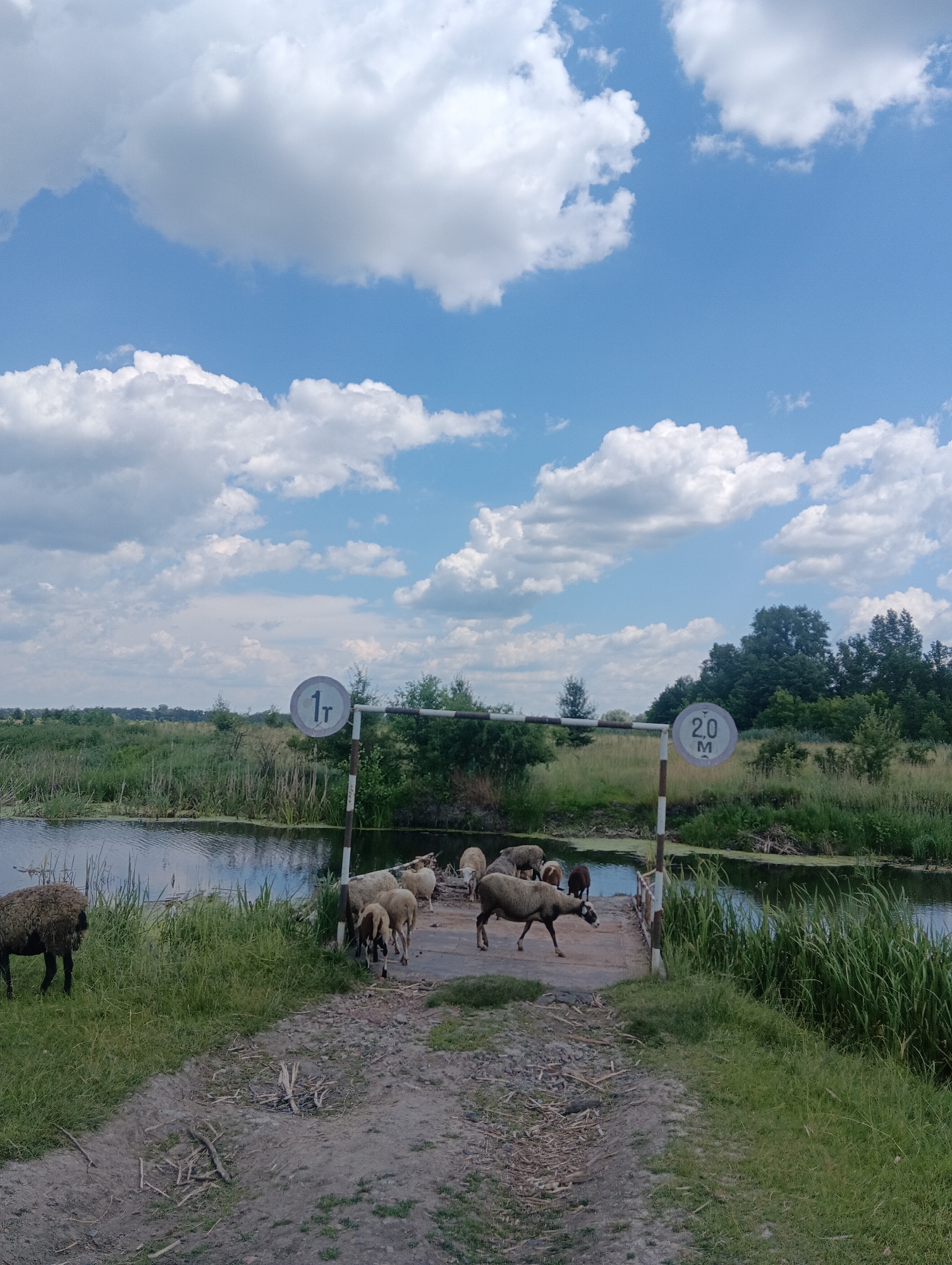Sheep and goats graze across riverside fields and grassy hills