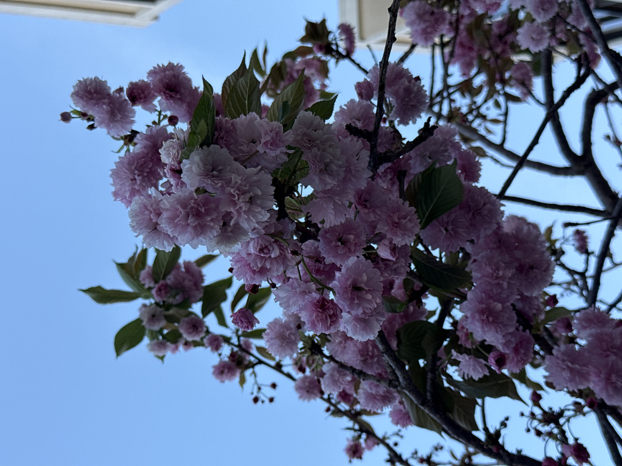 Cherry blossoms bloom in San Francisco during early morning hours