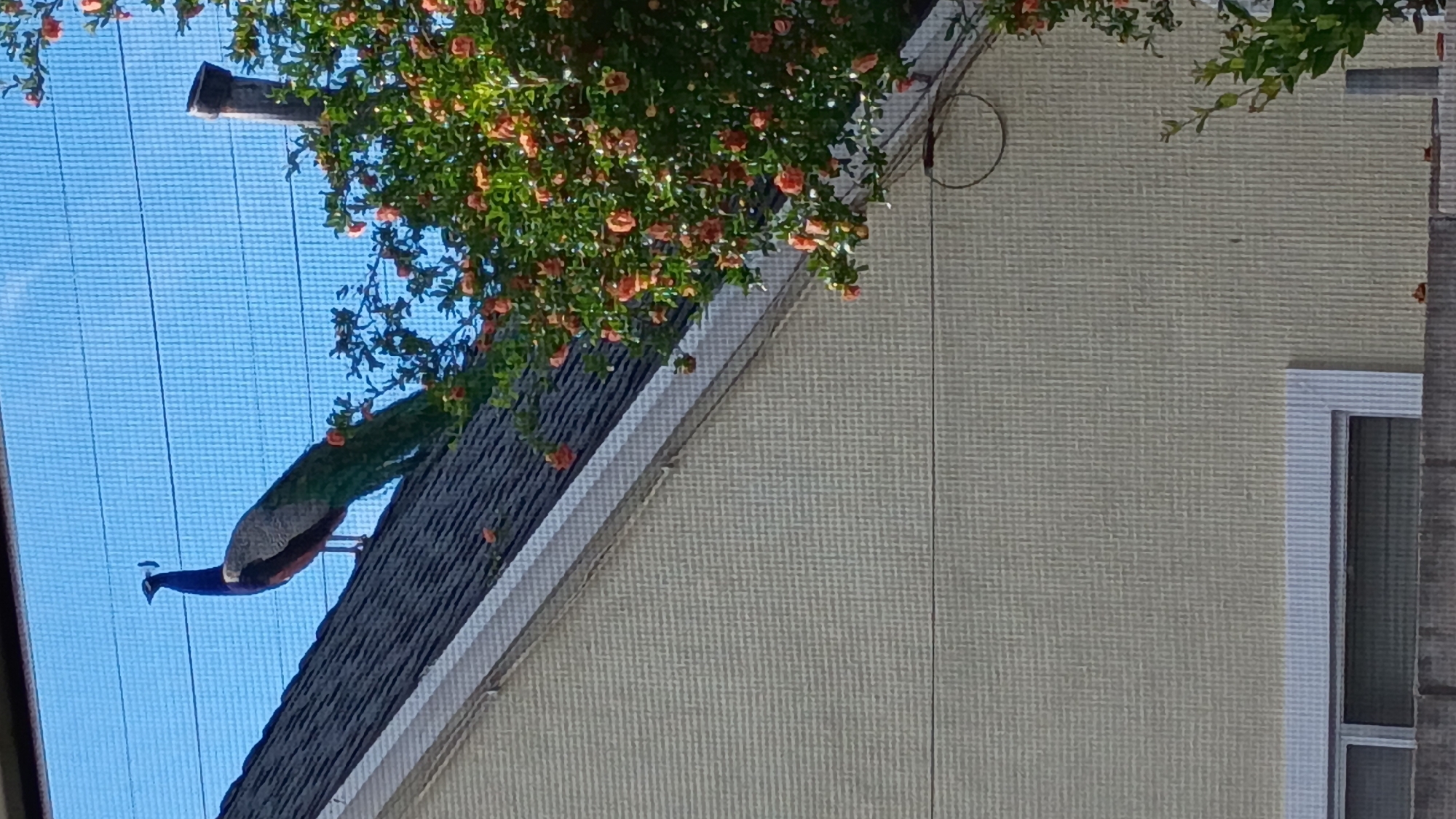 Peacock spotted on rooftop in Los Angeles