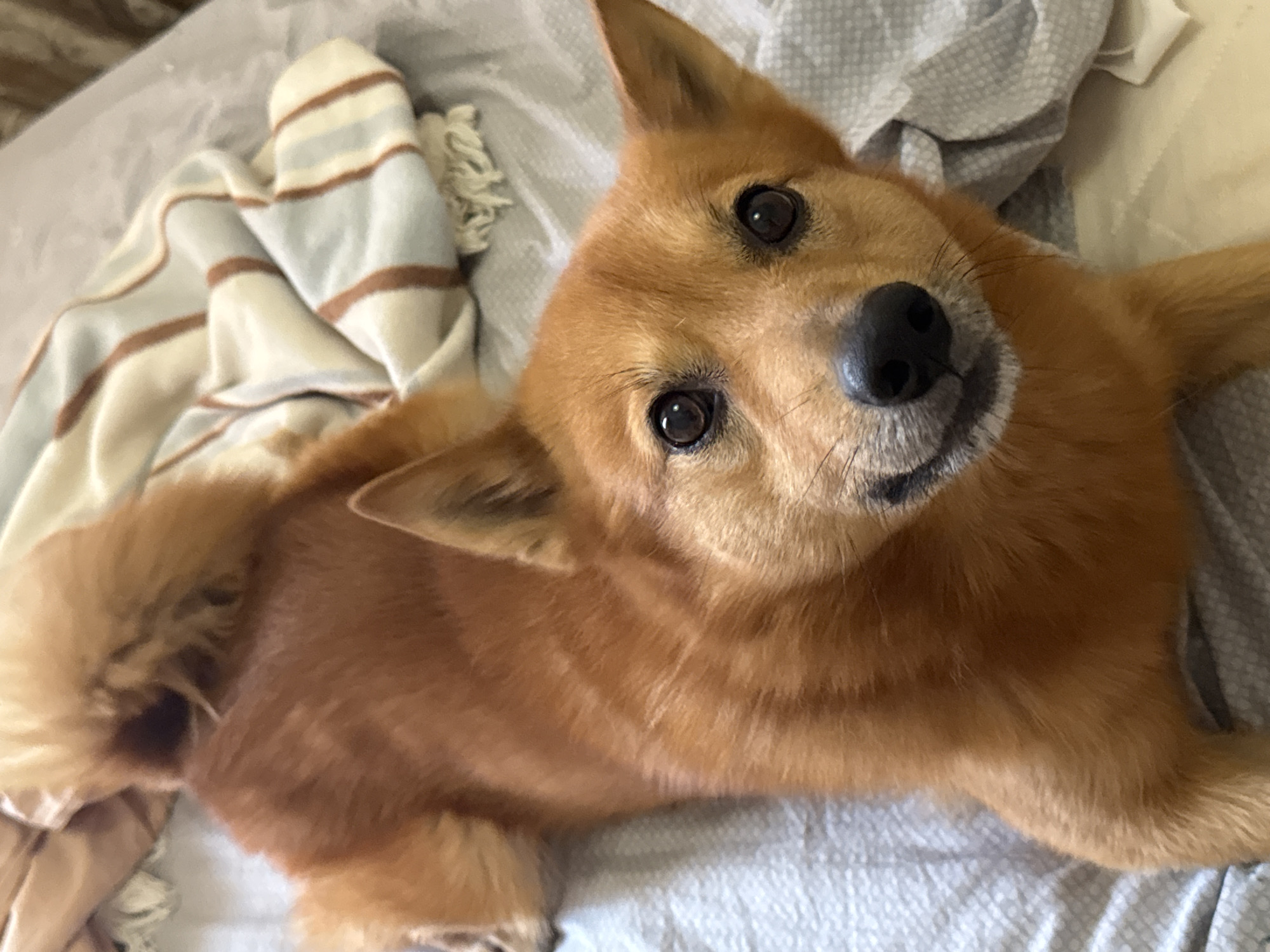 Dog photographed resting on bedding in Chaikovsky, Russia