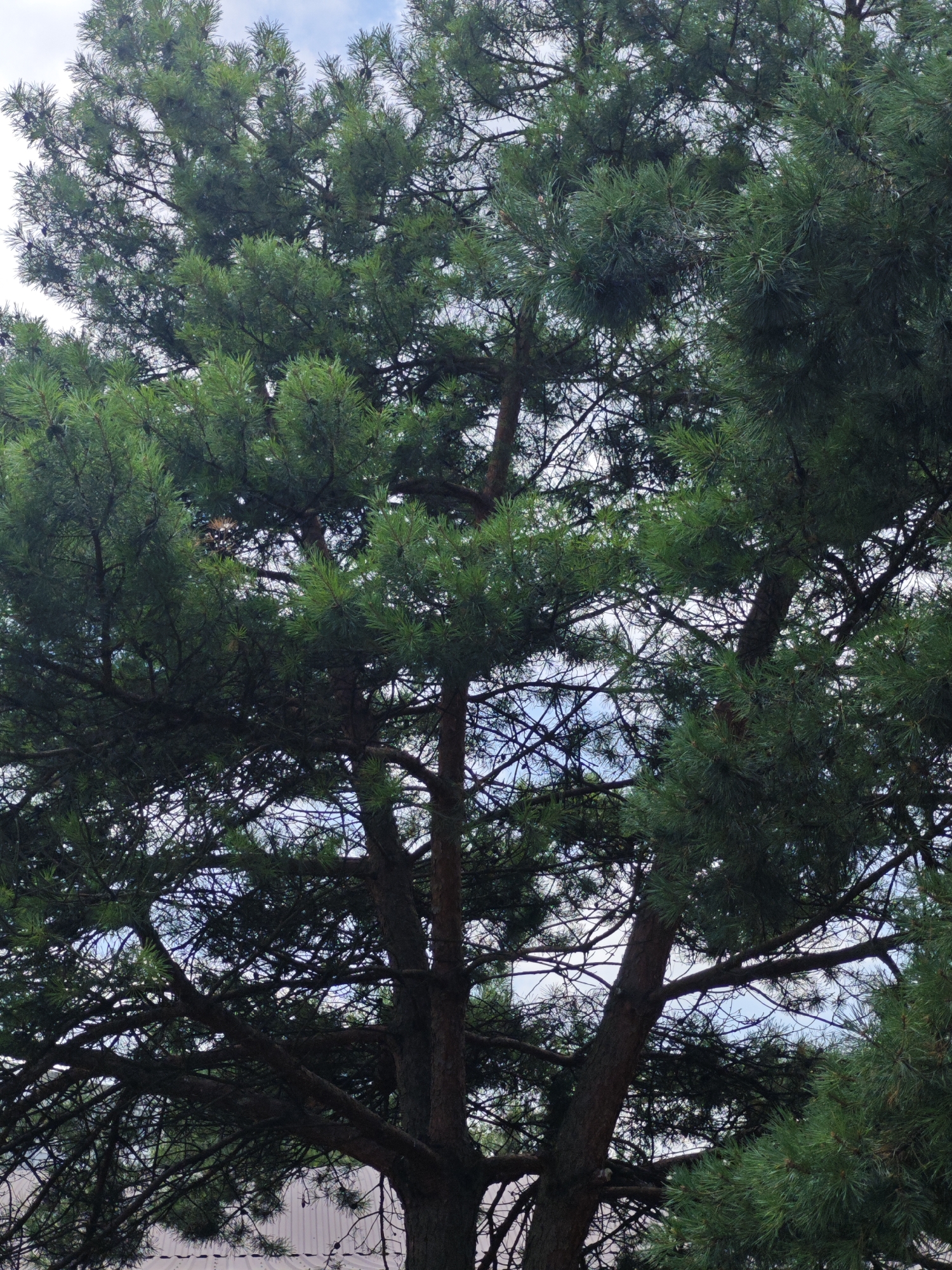 Morning stroll: pine trees, street flowers, and a cathedral glimpse