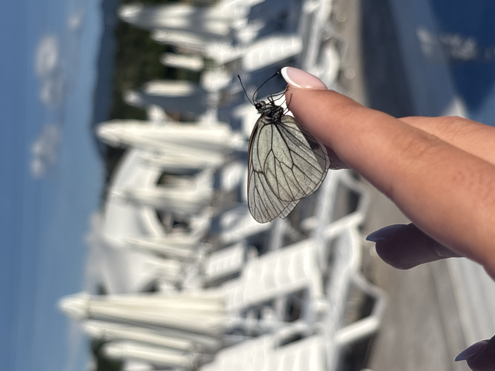 Afternoon at a water park, with butterflies on the side