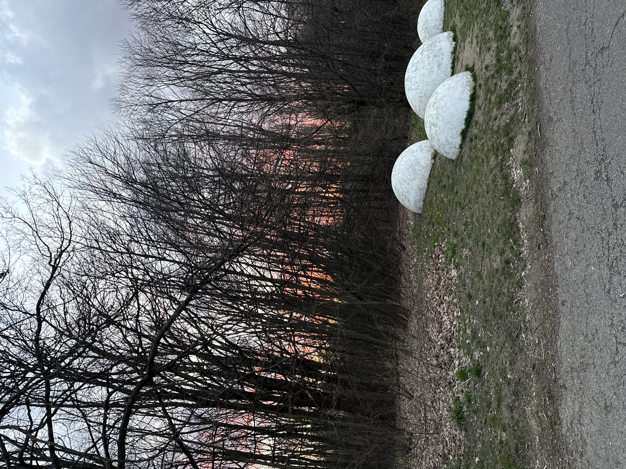 Spring sunset captured through bare branches in Sofia park