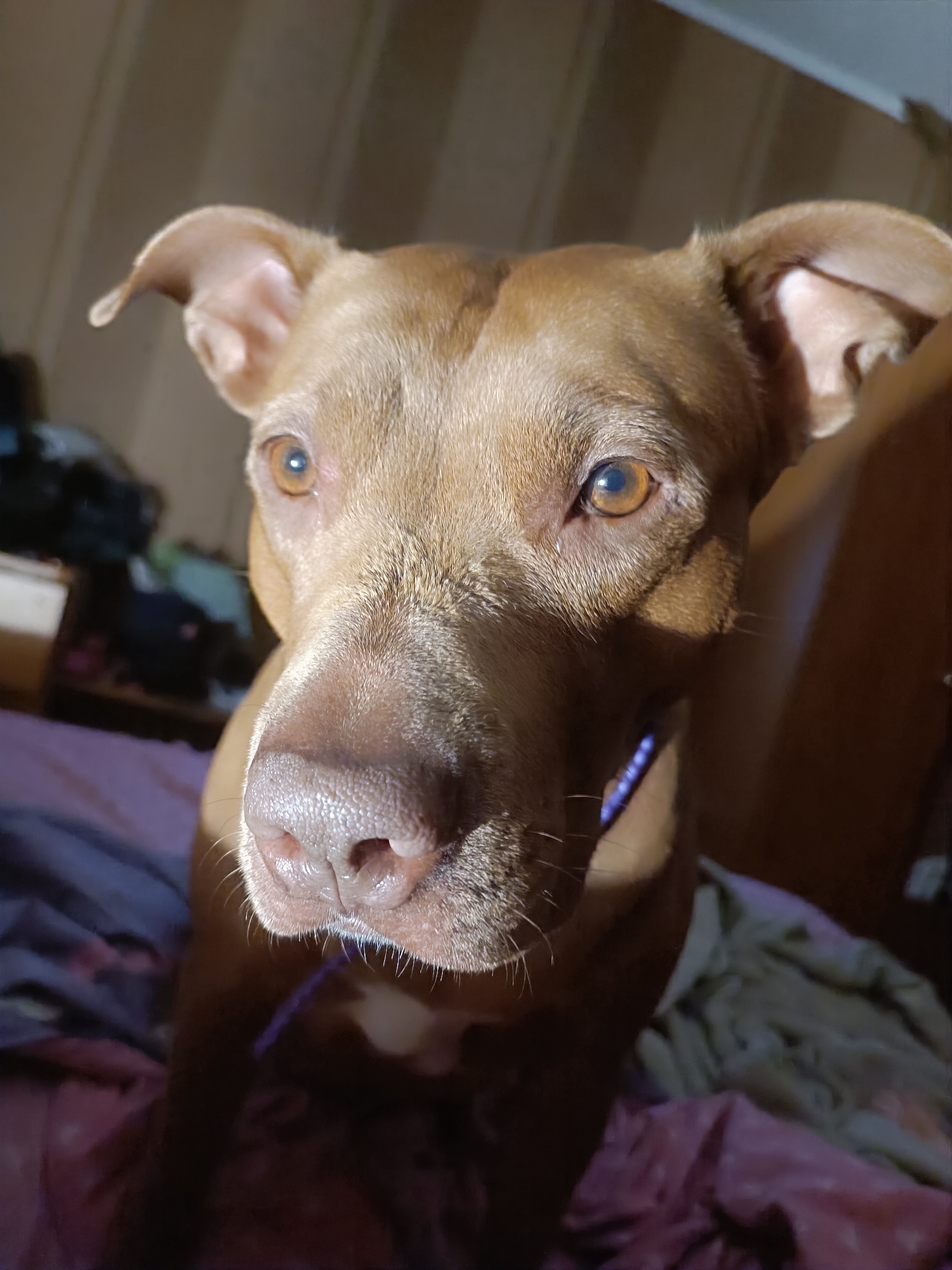 Tan pit bull gazes straight into the camera