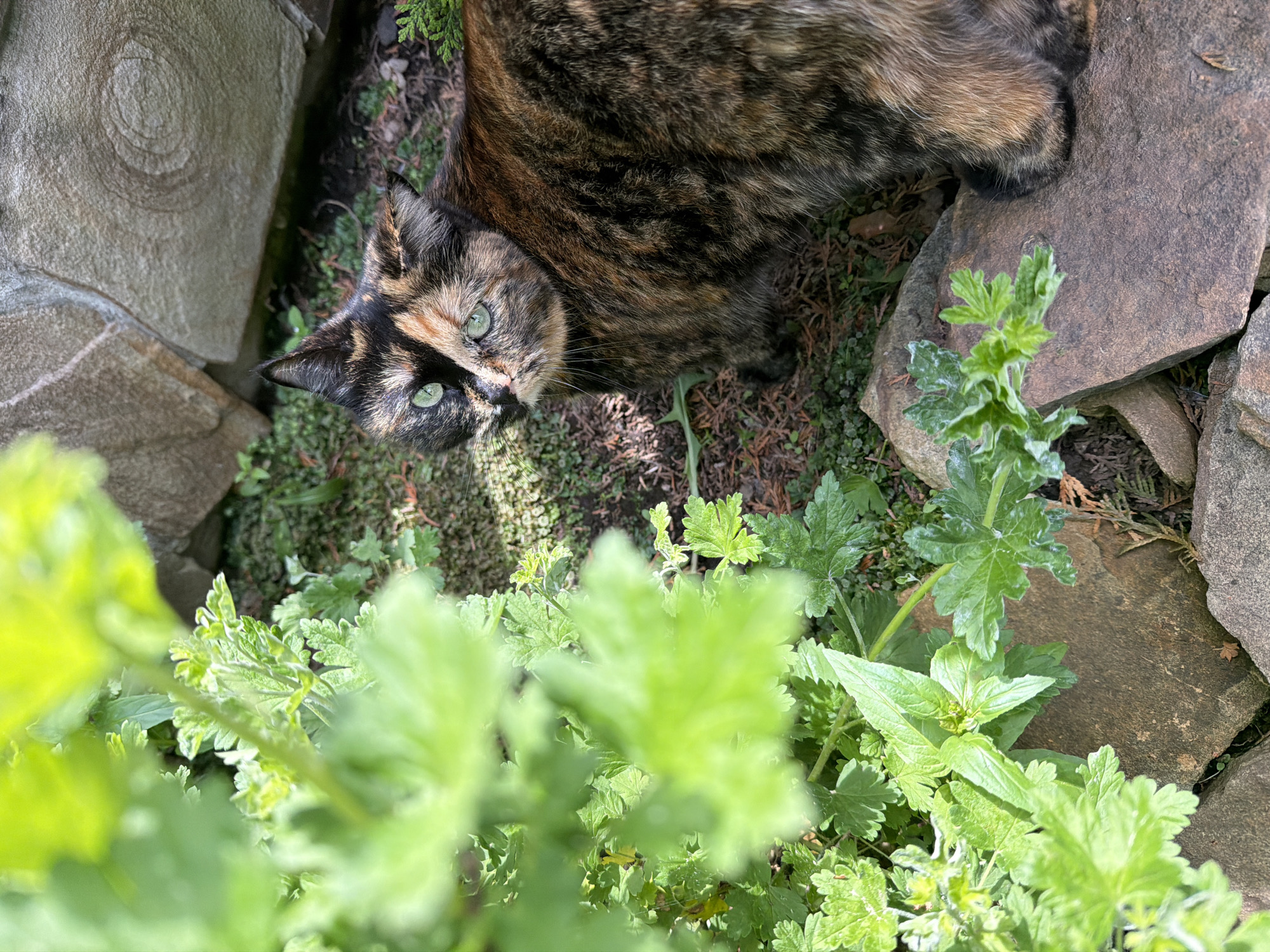 Garden wildlife photography session documented in Chaikovsky, Russia