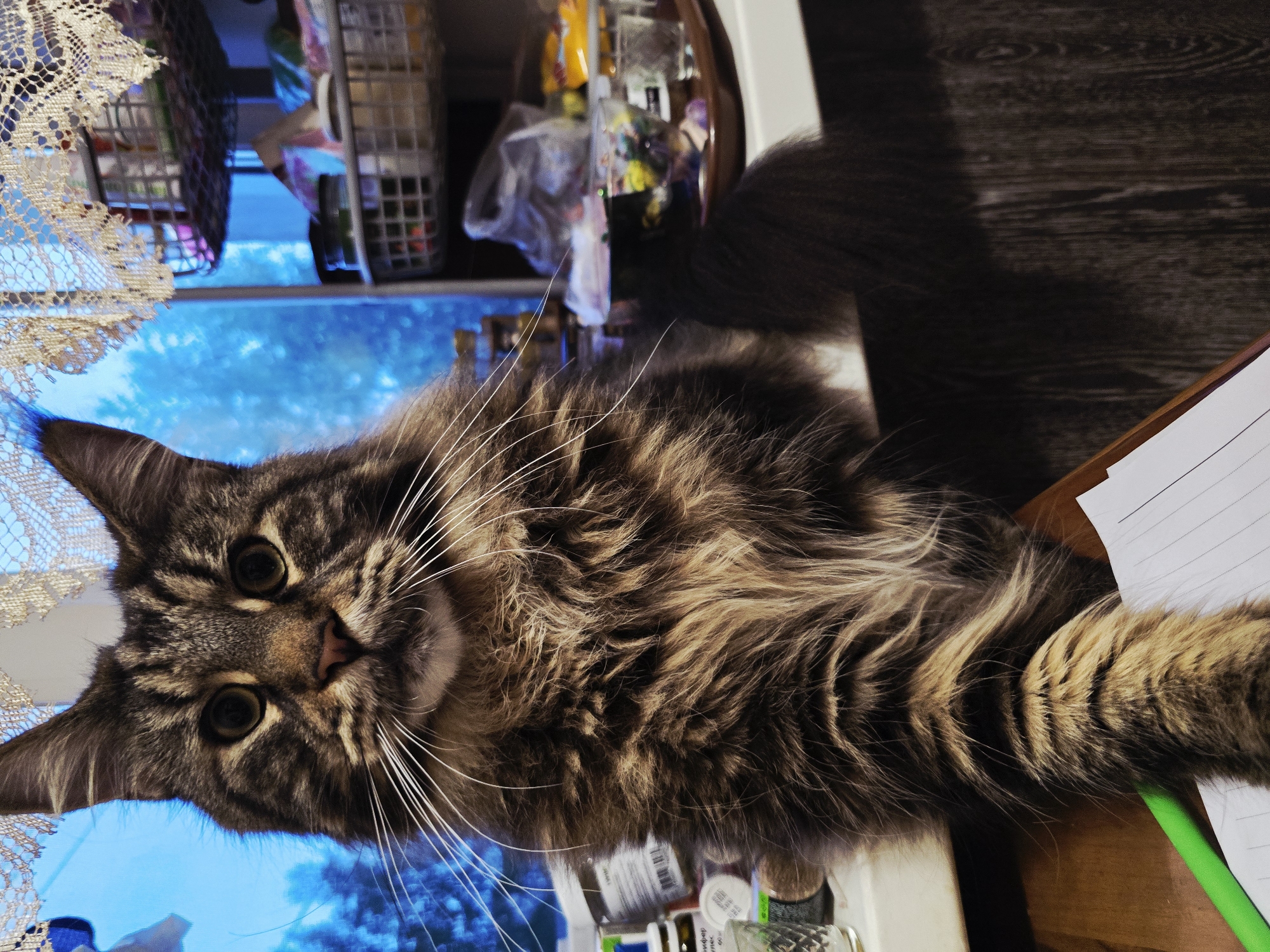 Domestic afternoon: Maine Coon cat, kitchen scenes, craft supplies documented