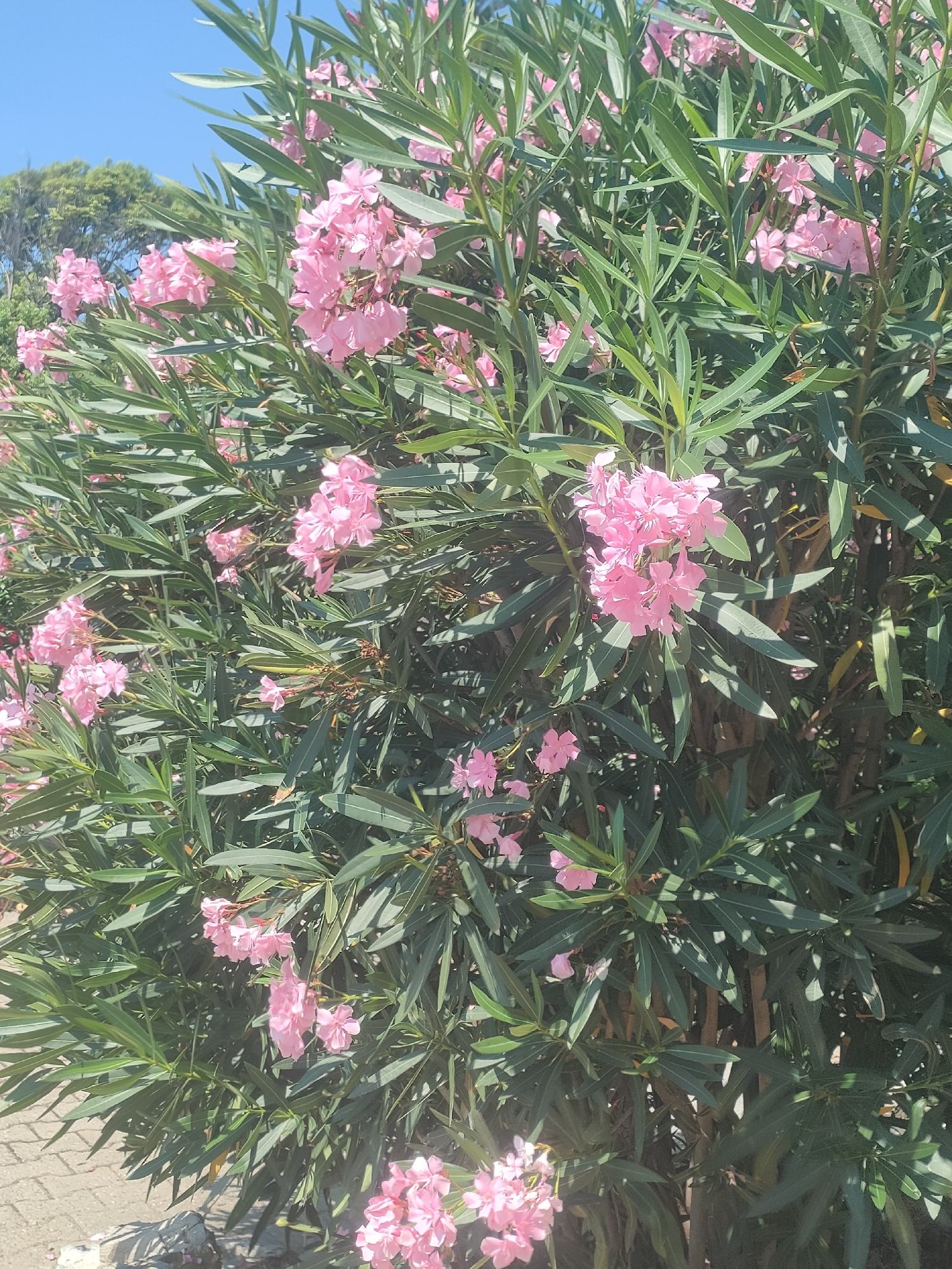 Oleanders in bloom along the Genoa waterfront