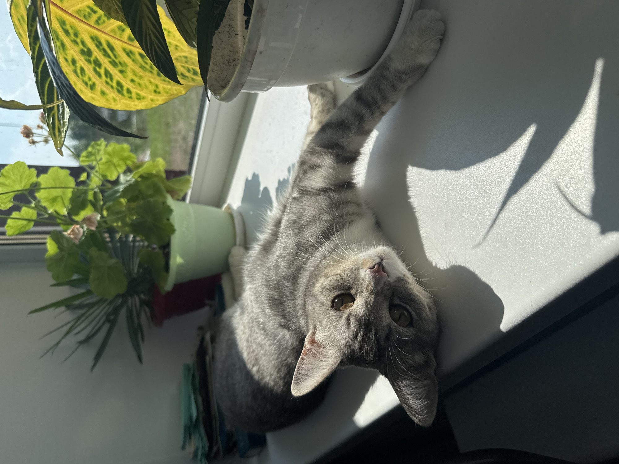 Tabby cat soaks up sun on a Vereshchagino windowsill