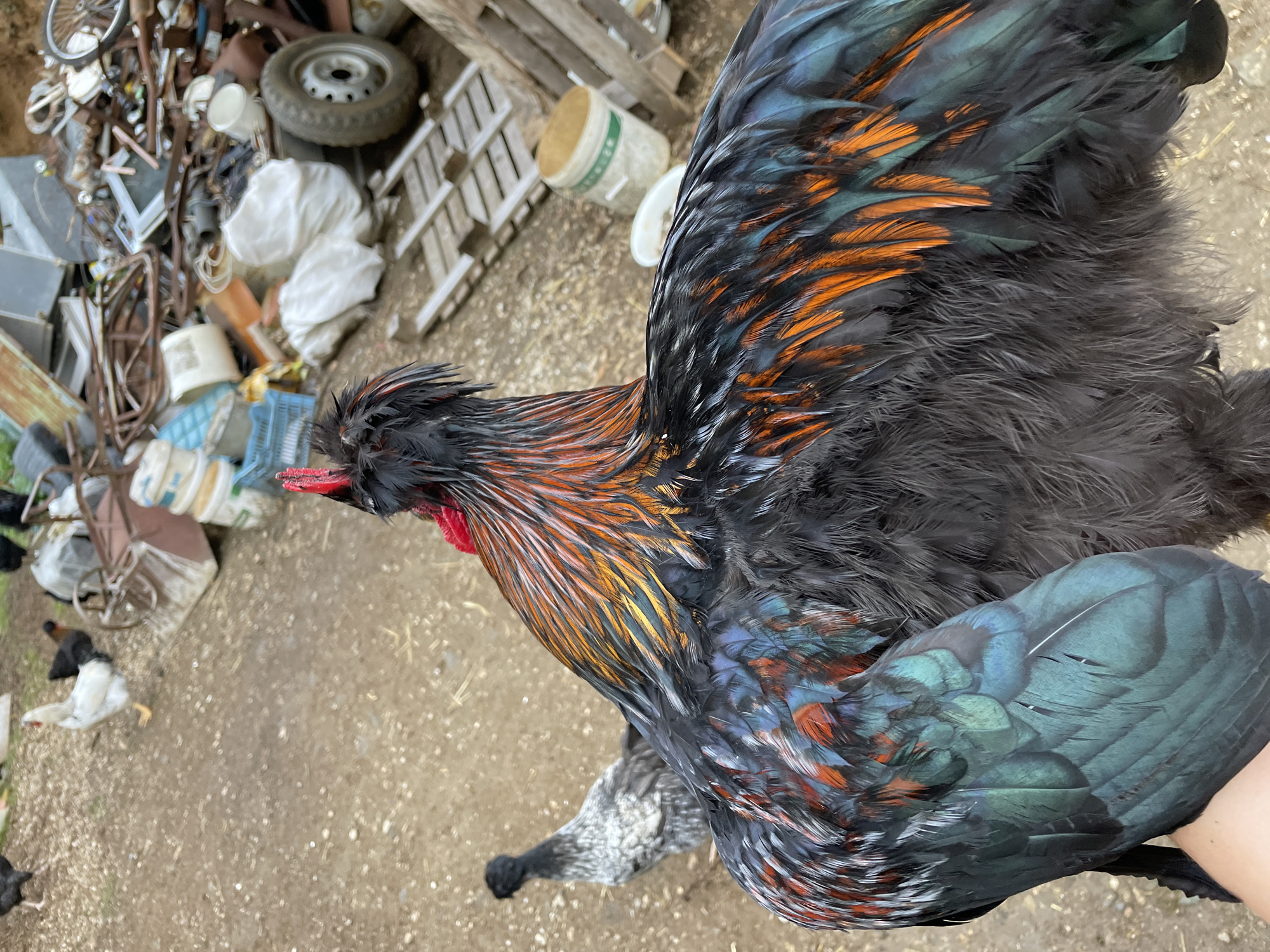 Farm animals photographed in rural Bulgaria