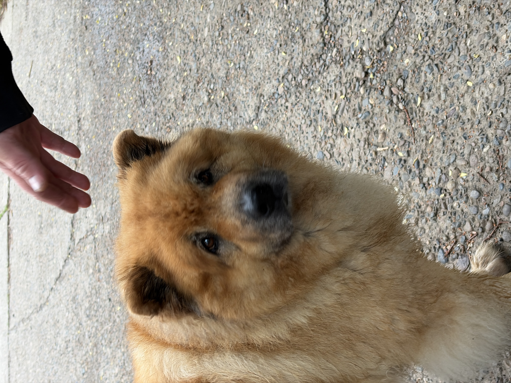 Early morning family moments and dog encounters in Chaikovsky