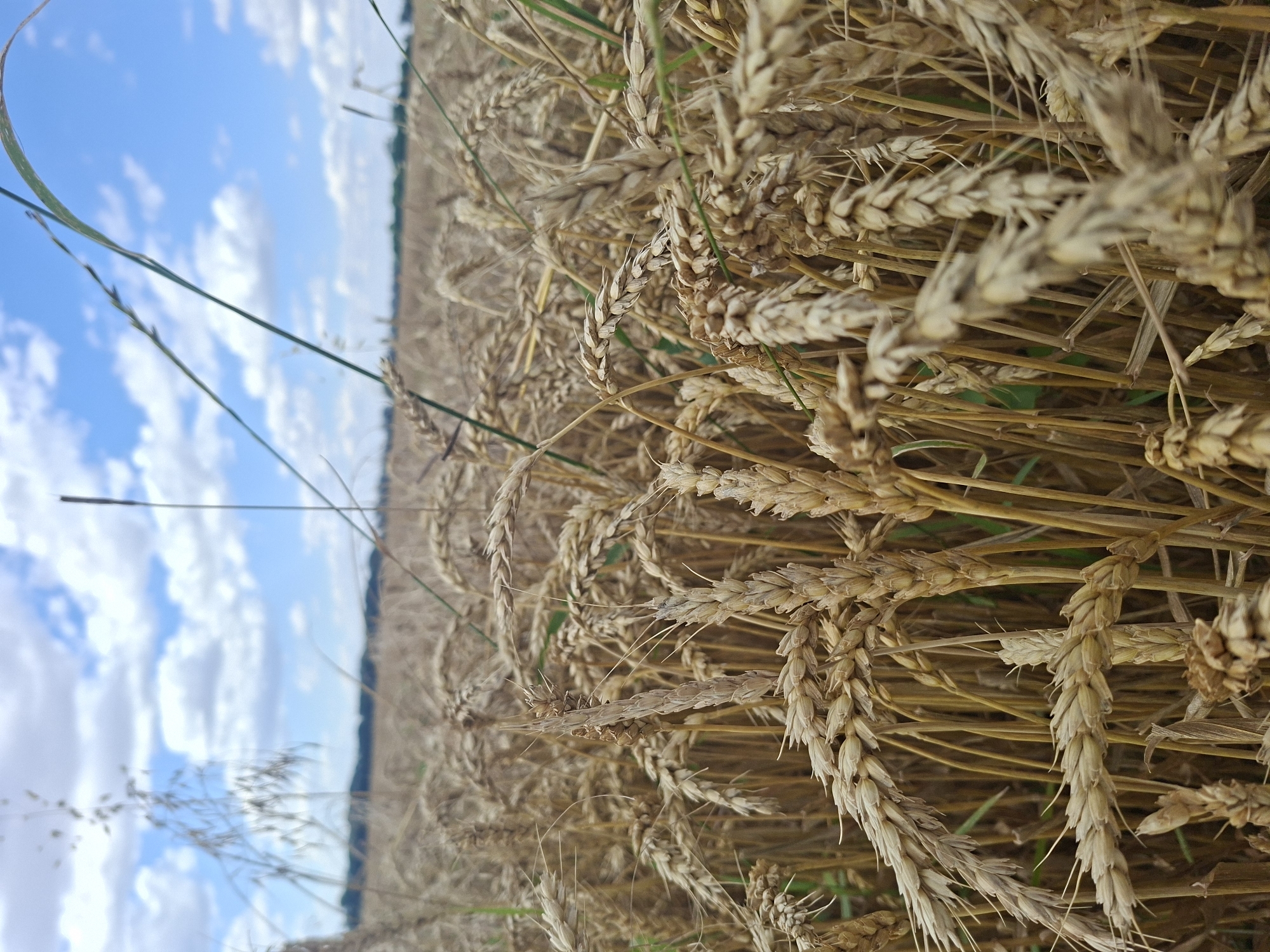 Midsummer rural scene: wheat, wildflowers, and grazing cattle in Gorkovskiy