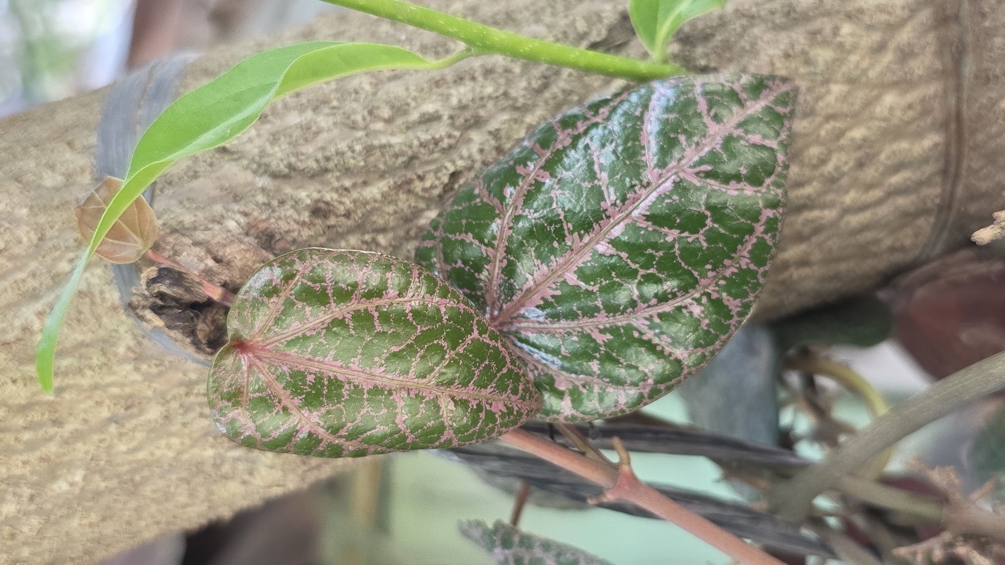 Tropical flora and fauna documented in Lhokseumawe garden