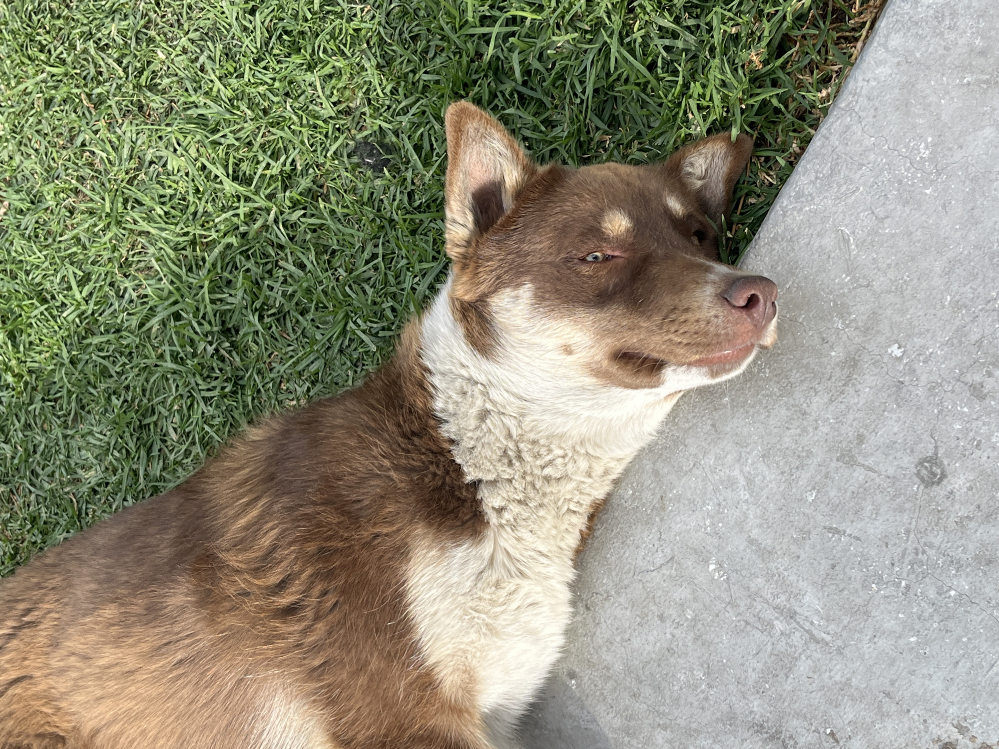 Dog enjoys attention in La Paz public space