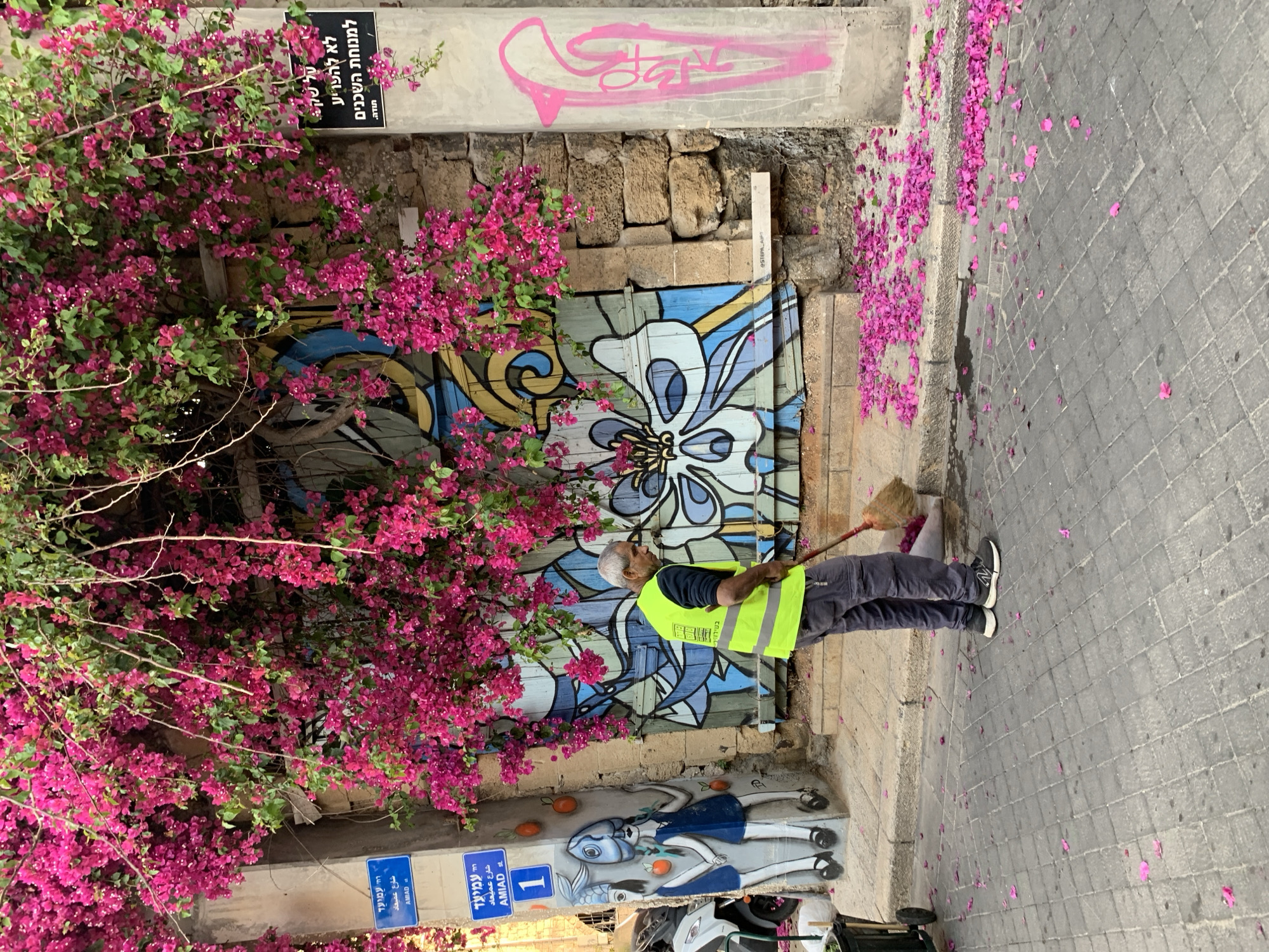 Street cleaner sweeps bougainvillea petals in Tel Aviv alleyway