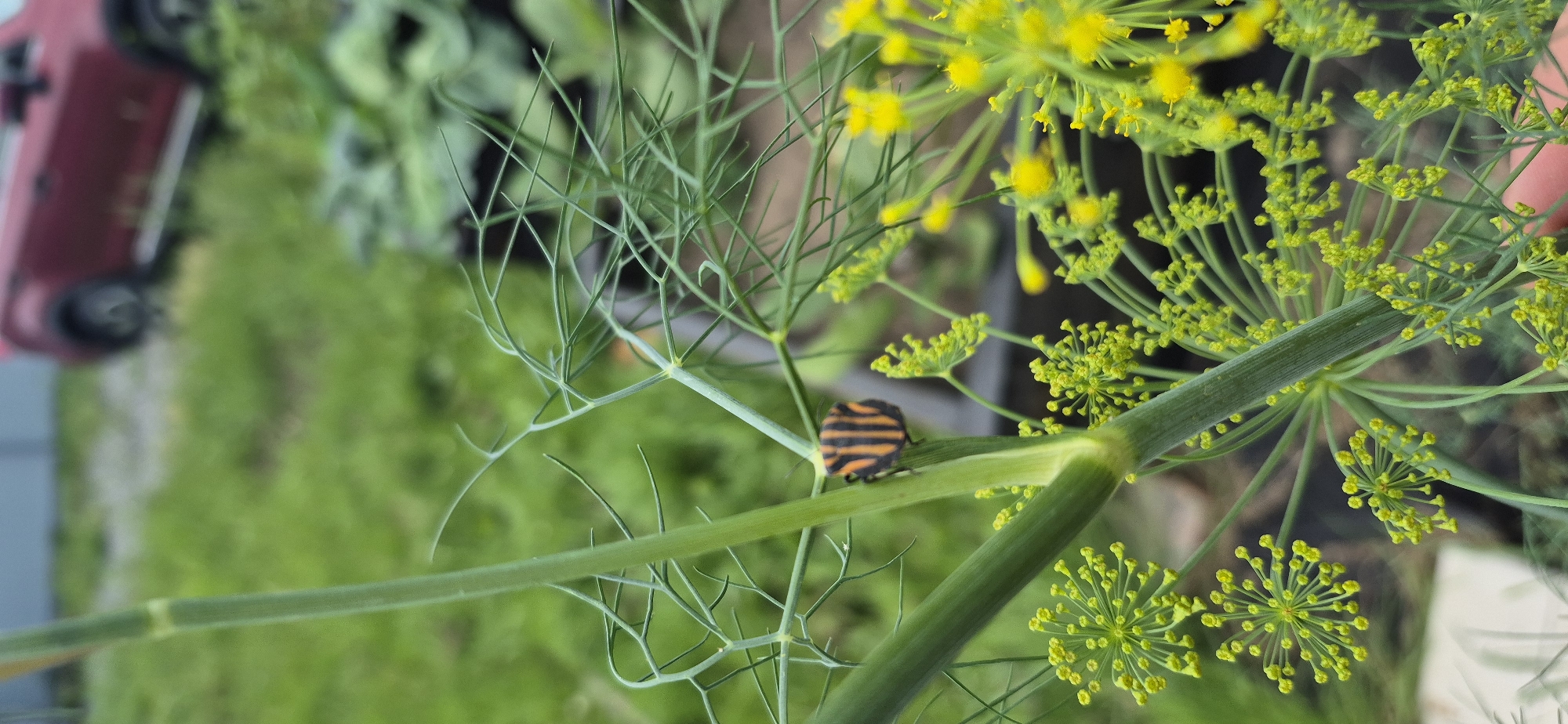 Summer afternoon in a garden: insects, blooms, and a passing helicopter